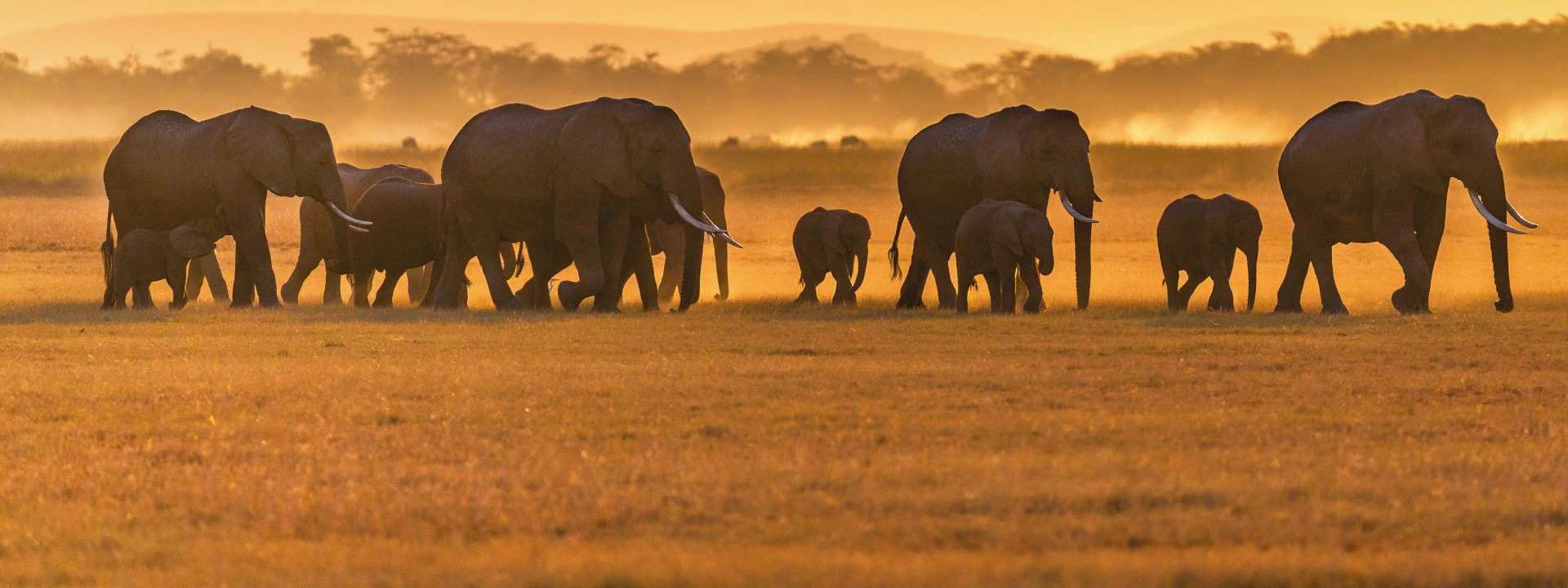 An elephant herd walking across open grassland at sunset