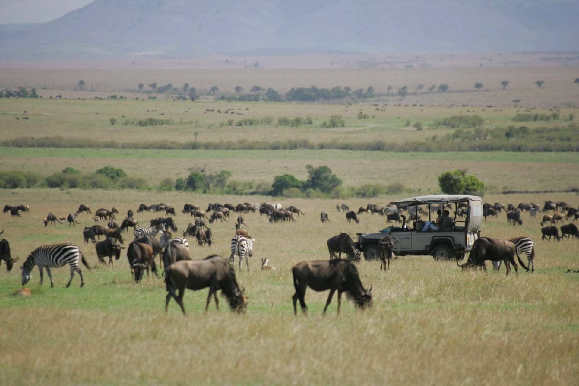 Wildebeest grazing across the plains beside a safari vehicle