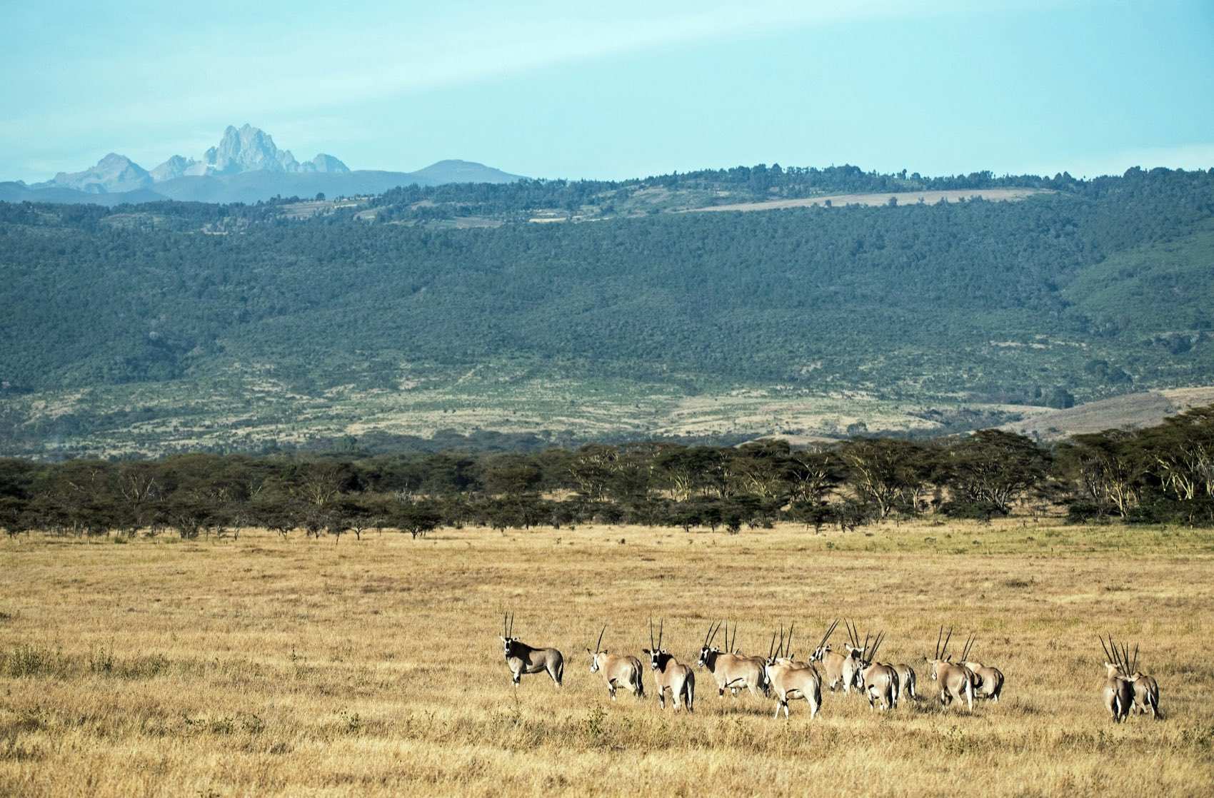 Herd of Beisa oryx on dry grassland below Mount Kenya's forested slopes