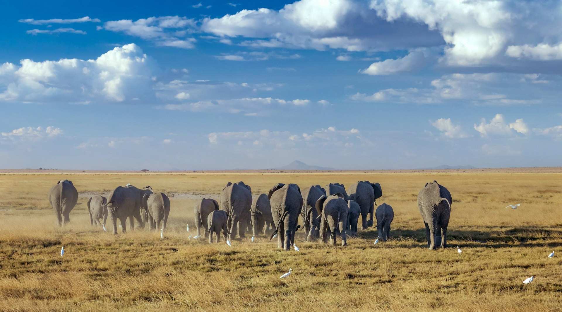 Elephant herd crossing the open Amboseli plains with cattle egrets following