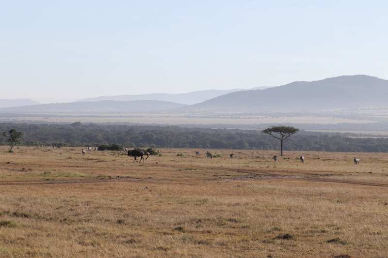 Zebra and wildebeest scattered across the Mara plains at dawn, hills fading behind a lone acacia