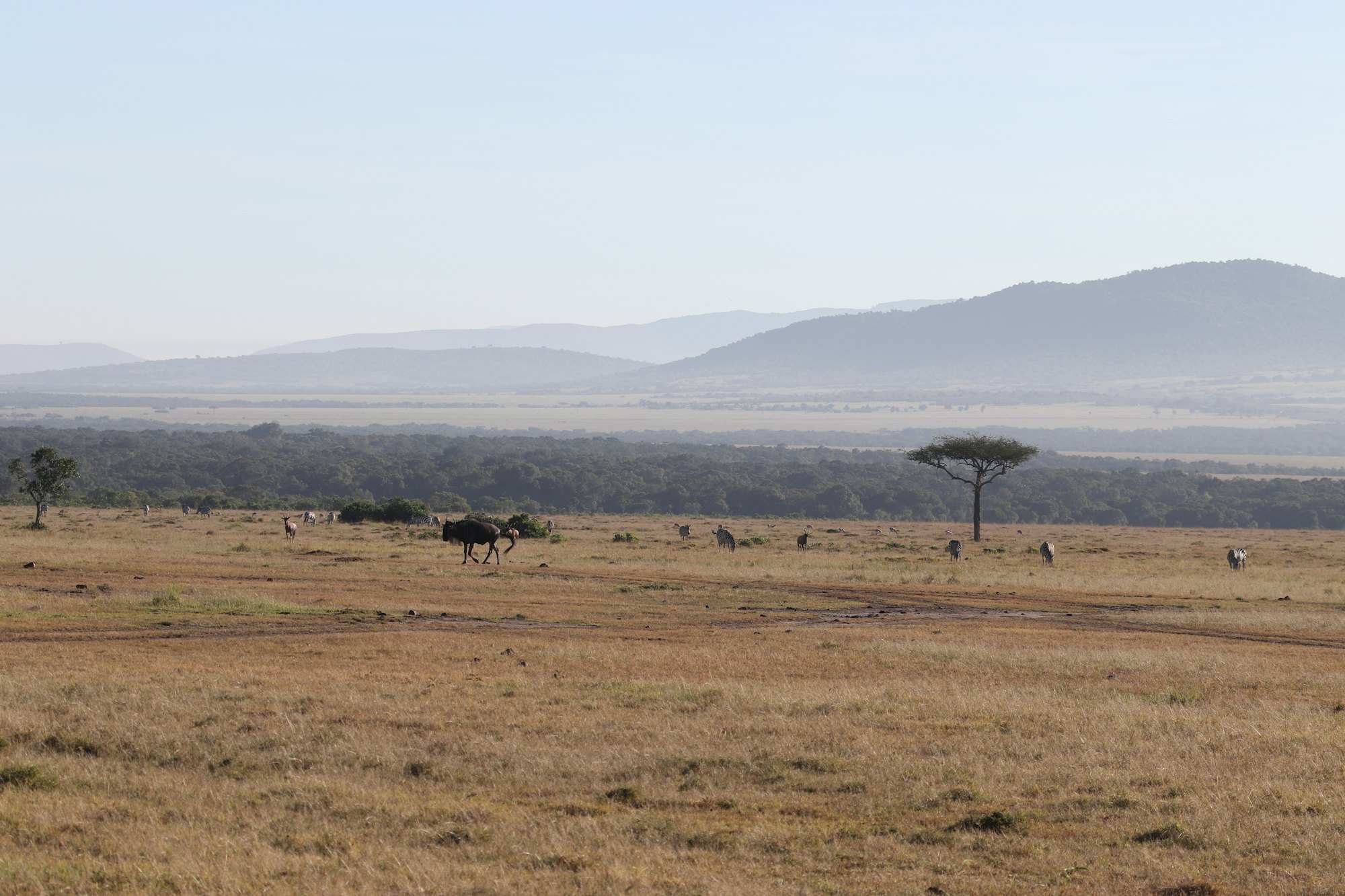 Zebra and wildebeest scattered across the Mara plains at dawn, hills fading behind a lone acacia