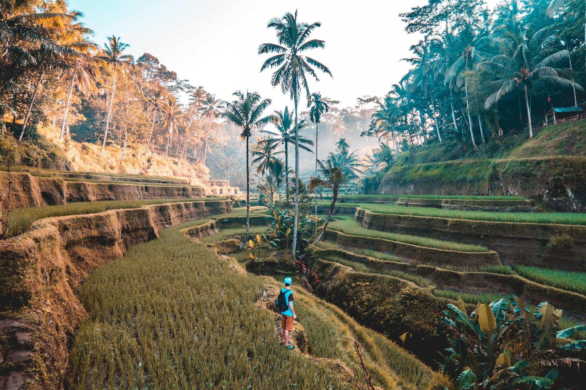 A walker on a narrow path through the rice terraces at Tegallalang, north of Ubud, with coconut palms standing over the paddies
