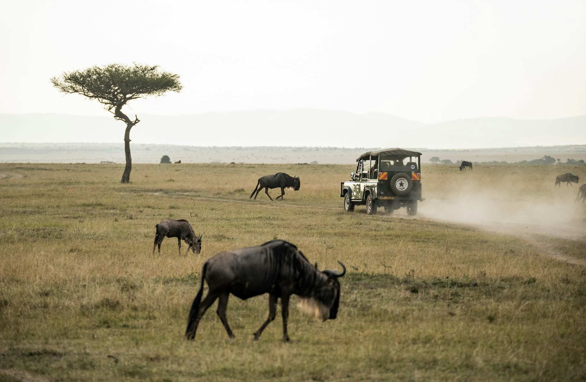 A pop-top safari vehicle kicking up dust on the Mara plains, wildebeest grazing in front of it and a lone flat-topped tree behind