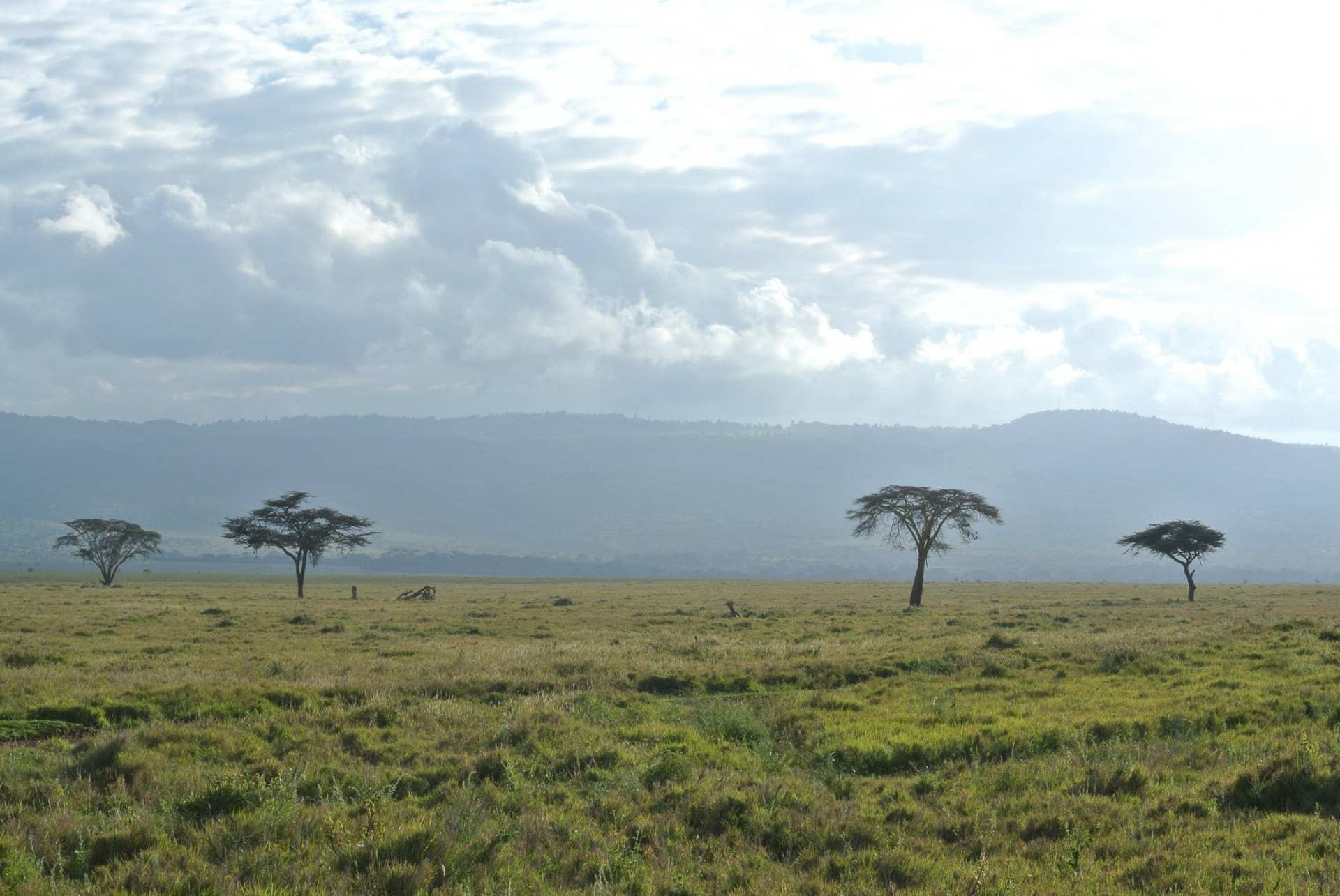 Zebra grazing on green grass under a wide cloudy sky, with scattered acacia trees and low hills behind