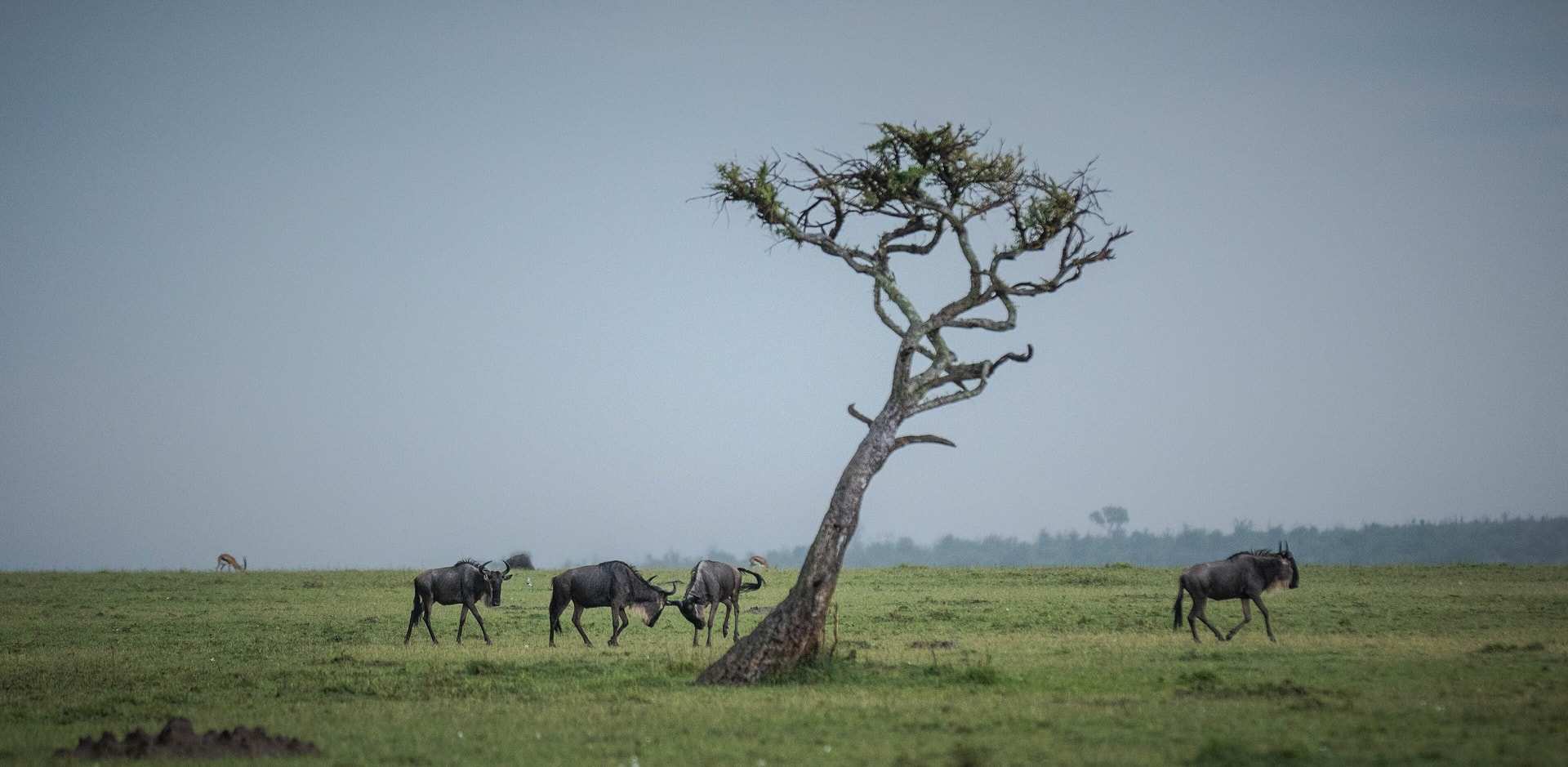 Wildebeest grazing past a lone wind-bent tree on the open grass of the Ol Kinyei Conservancy, Maasai Mara