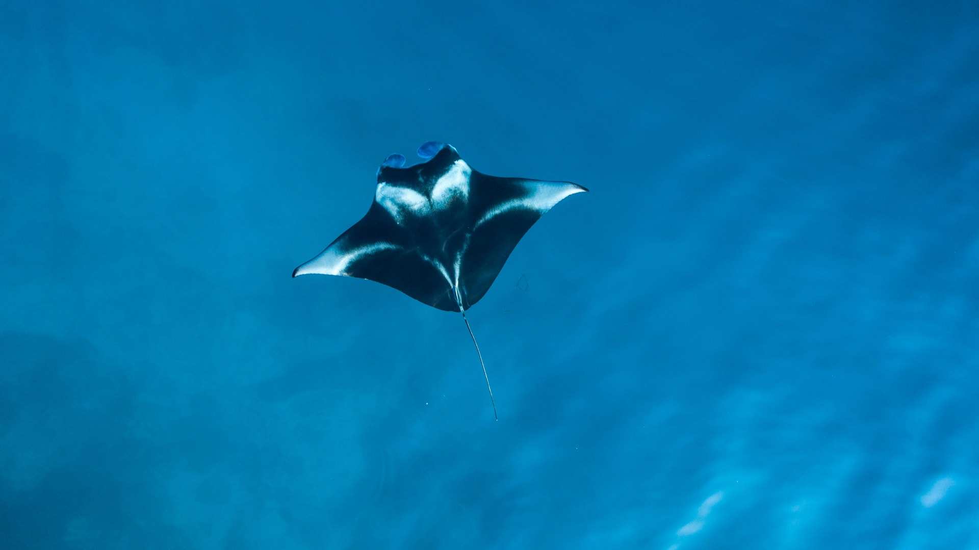 A manta ray seen from above, gliding through deep blue water