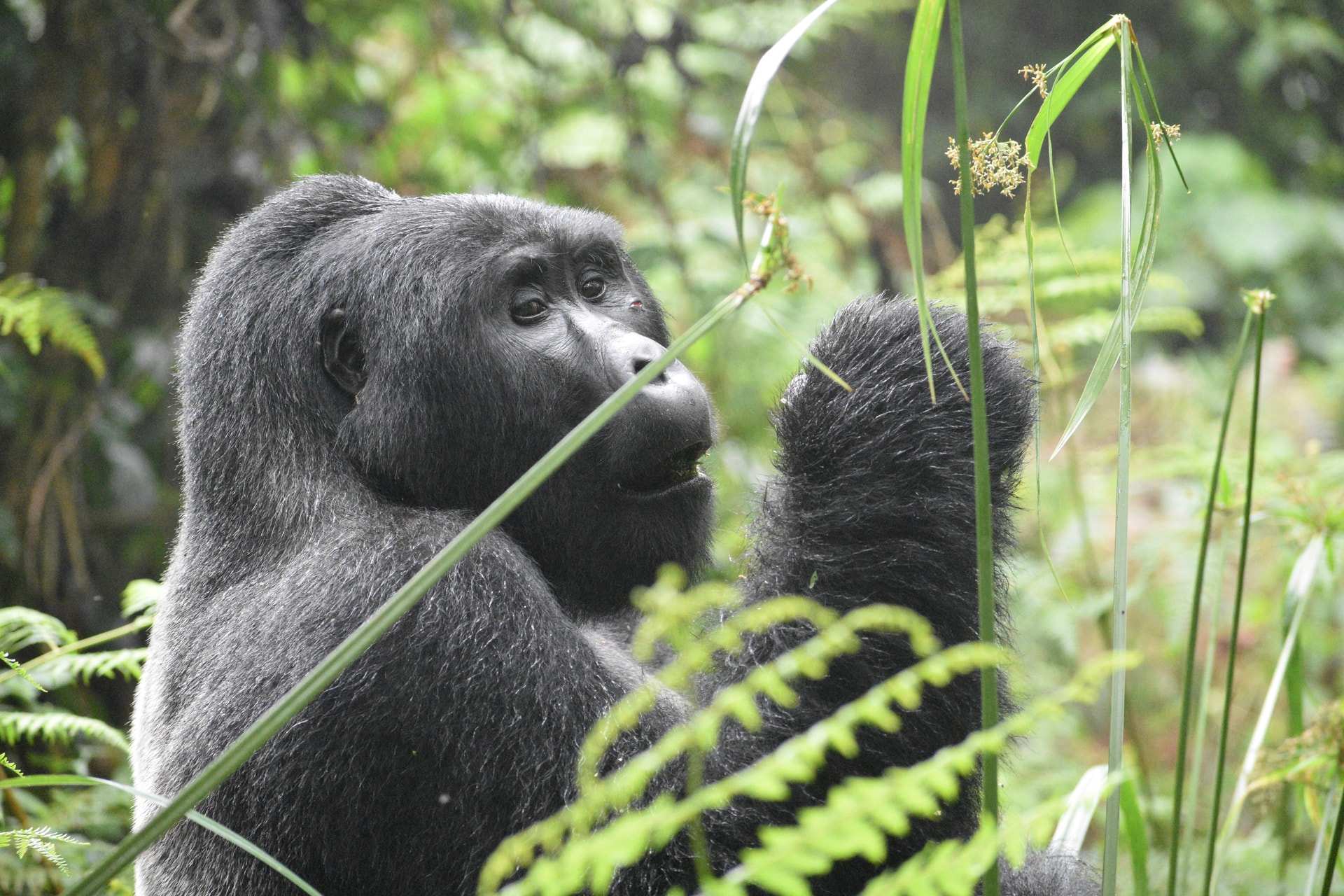 A mountain gorilla feeds among ferns and tall stems in Volcanoes National Park, Rwanda
