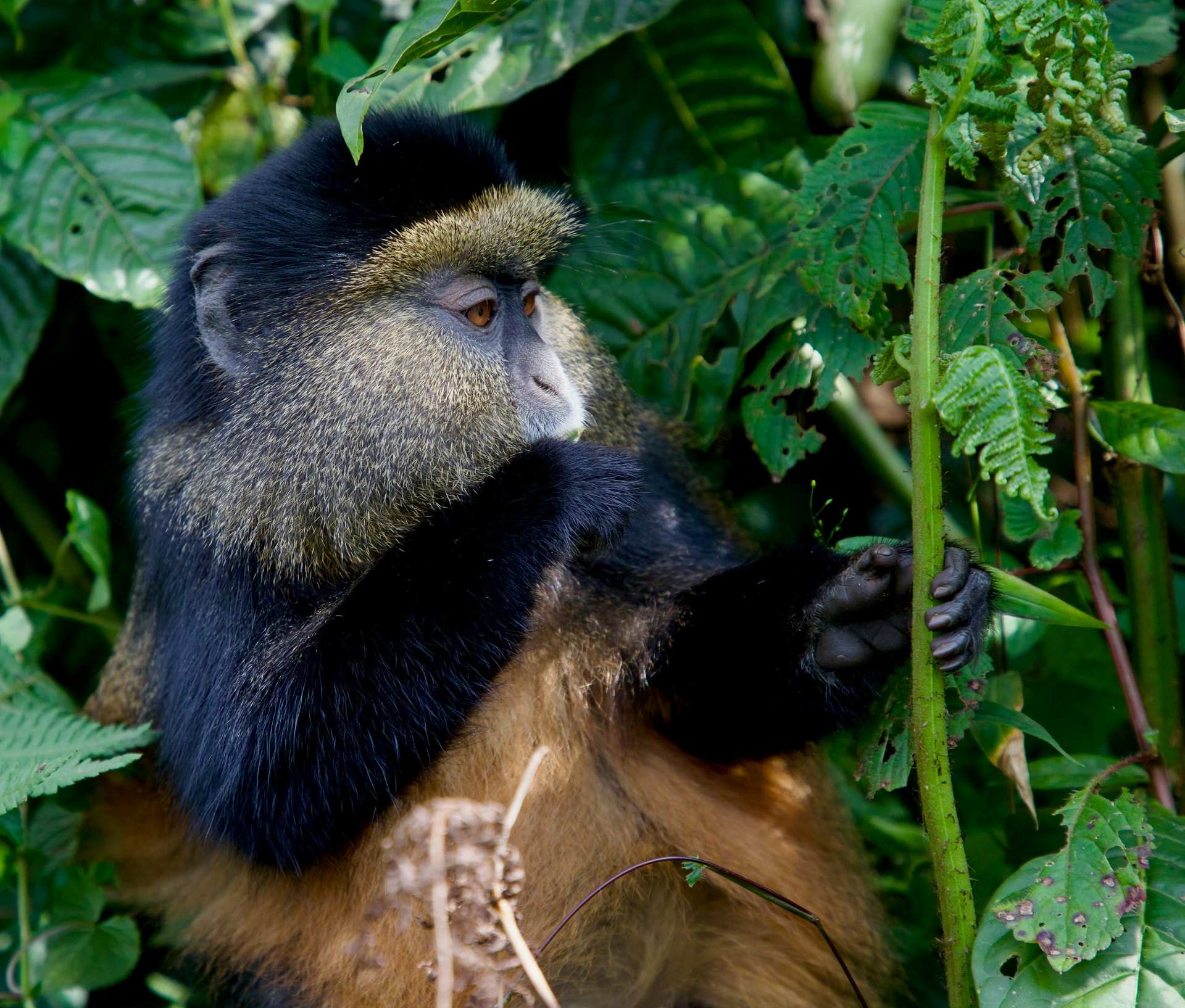 A golden monkey sits among green leaves and stems in Rwanda, one hand gripping a stalk