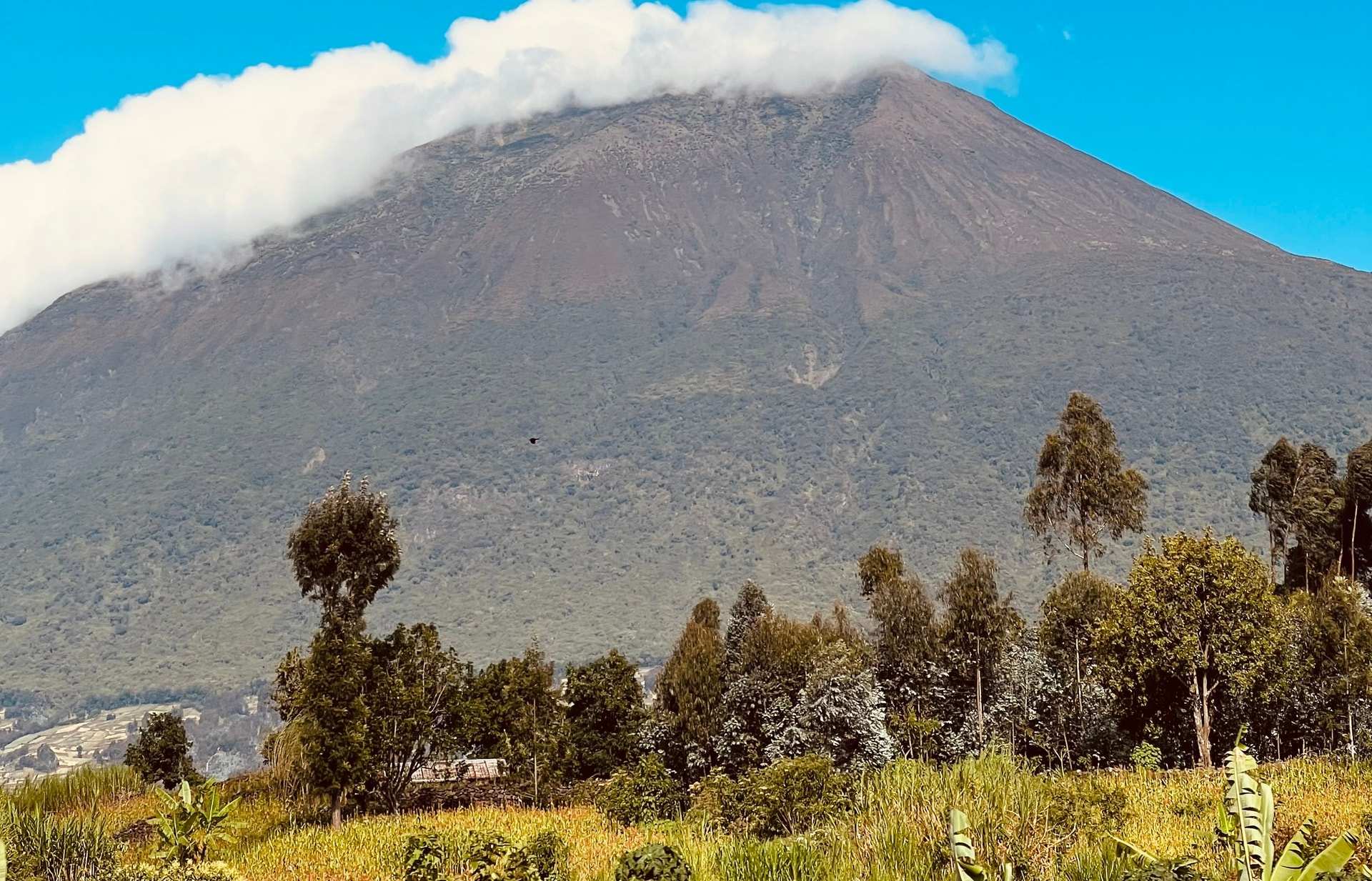 Mount Muhabura, one of the Virunga volcanoes, with a cap of cloud on its summit above eucalyptus and farmland in northern Rwanda
