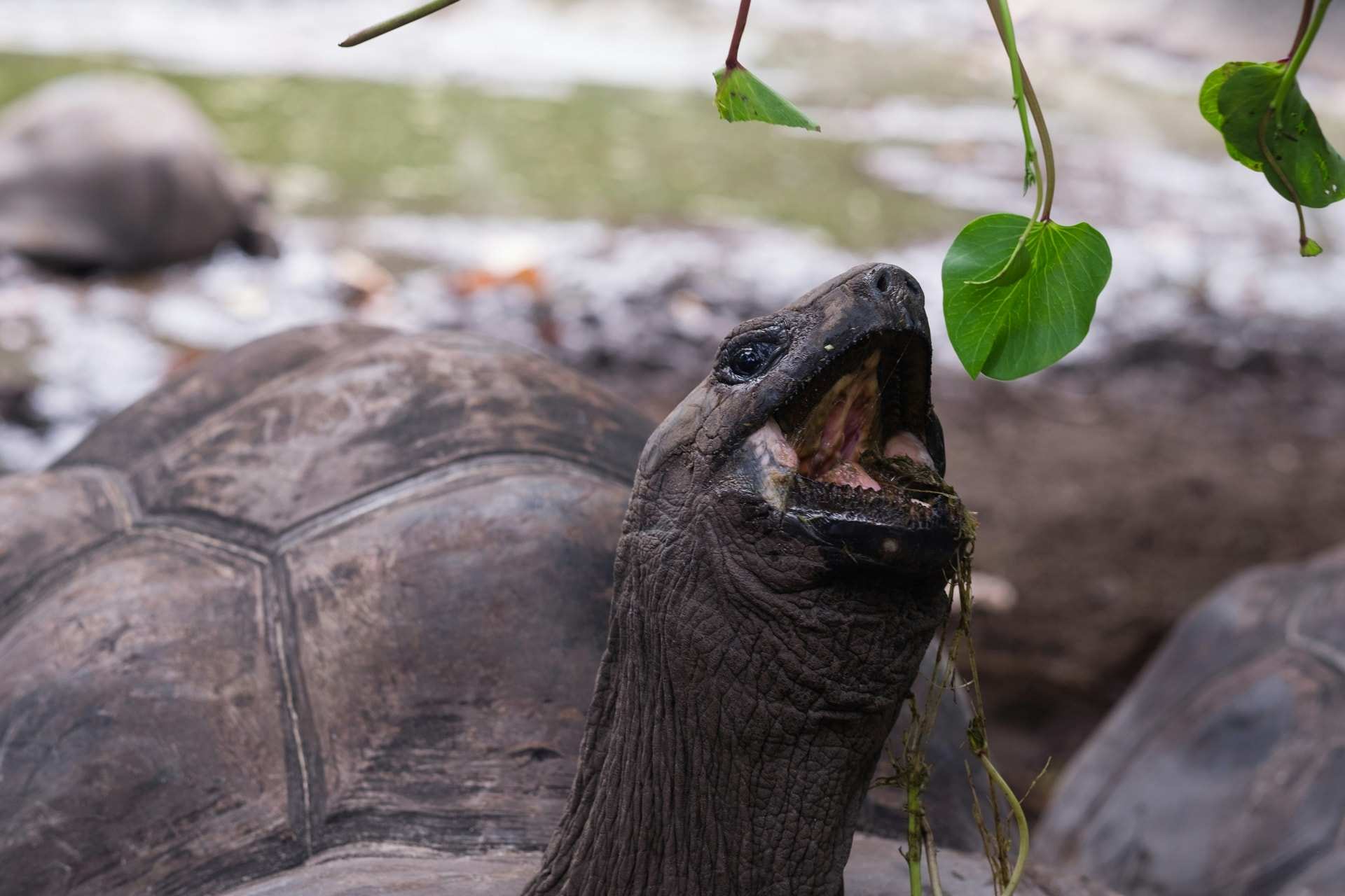 A giant tortoise stretching its neck to eat a green leaf, on La Digue