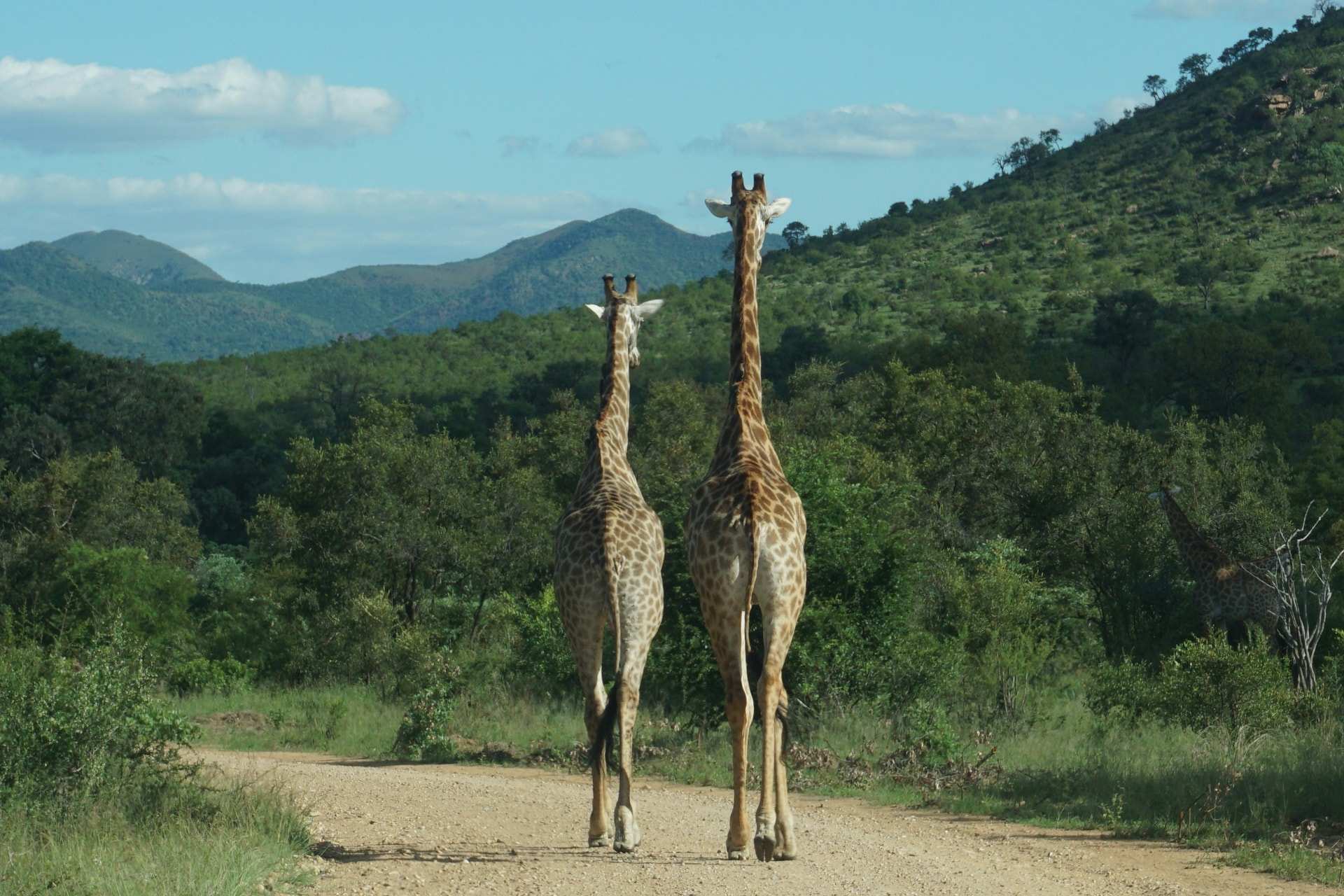 Two giraffes walking away along a dirt road through green bush in the Berg-en-Dal area of Kruger National Park, hills behind