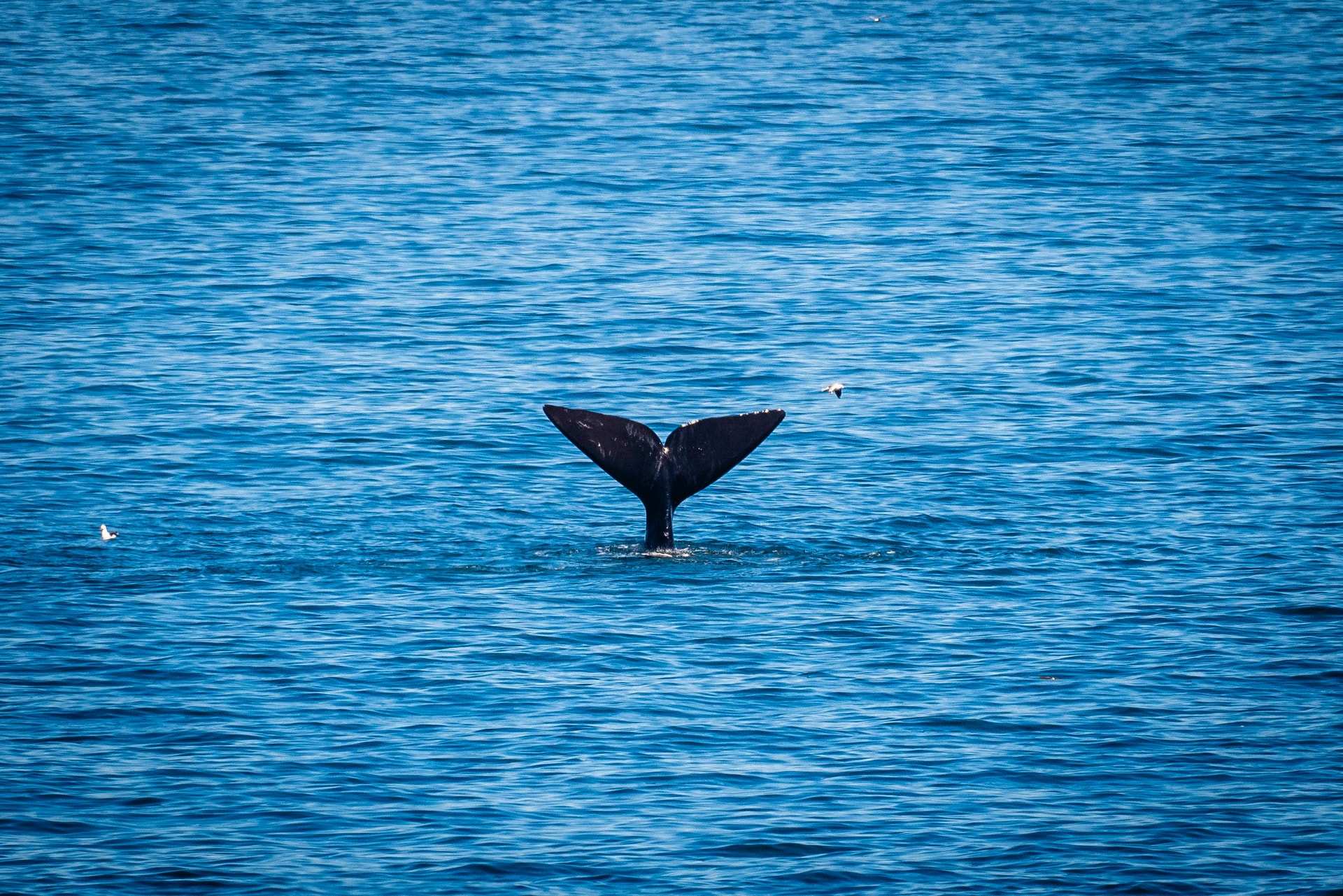 The tail flukes of a whale lifting out of dark blue water off Hermanus