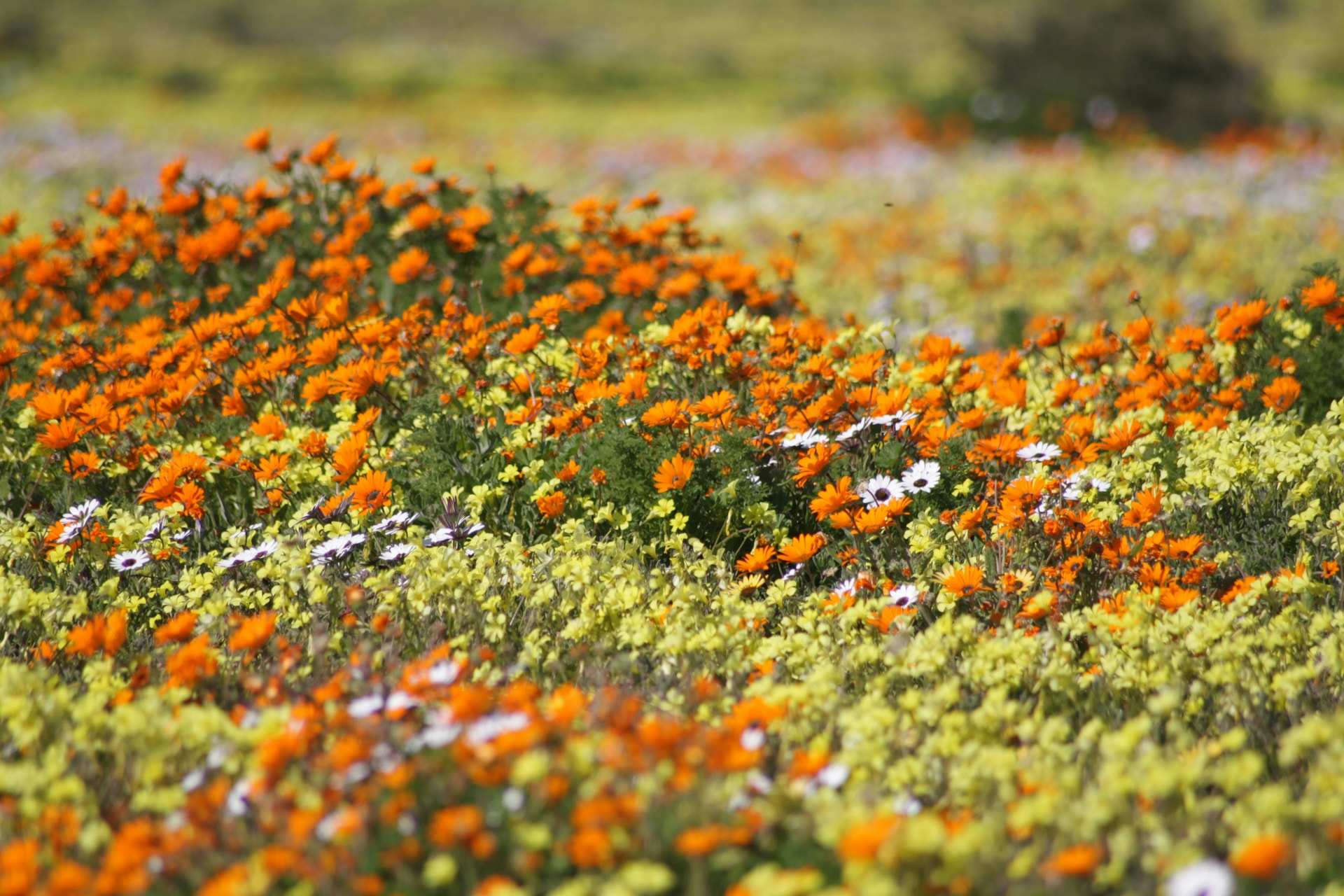 A field of orange and white daisies in flower in the West Coast National Park