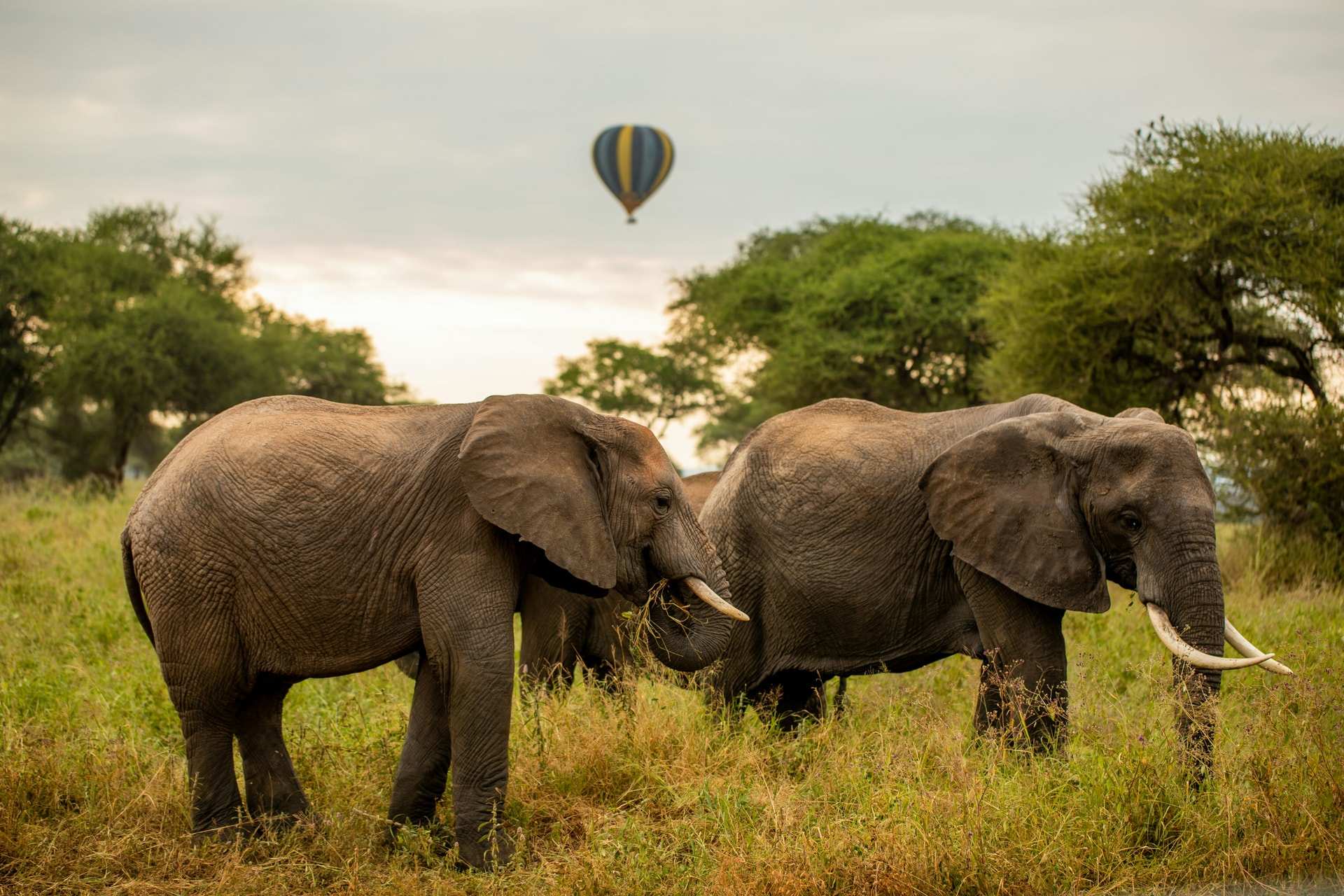 Two elephants feed in long grass under trees in Tarangire National Park, a hot-air balloon in the sky behind