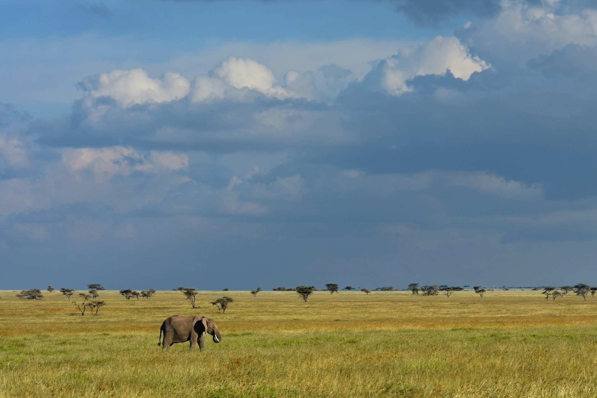 A lone elephant grazes on wide grass plains in the Serengeti under heavy rain clouds