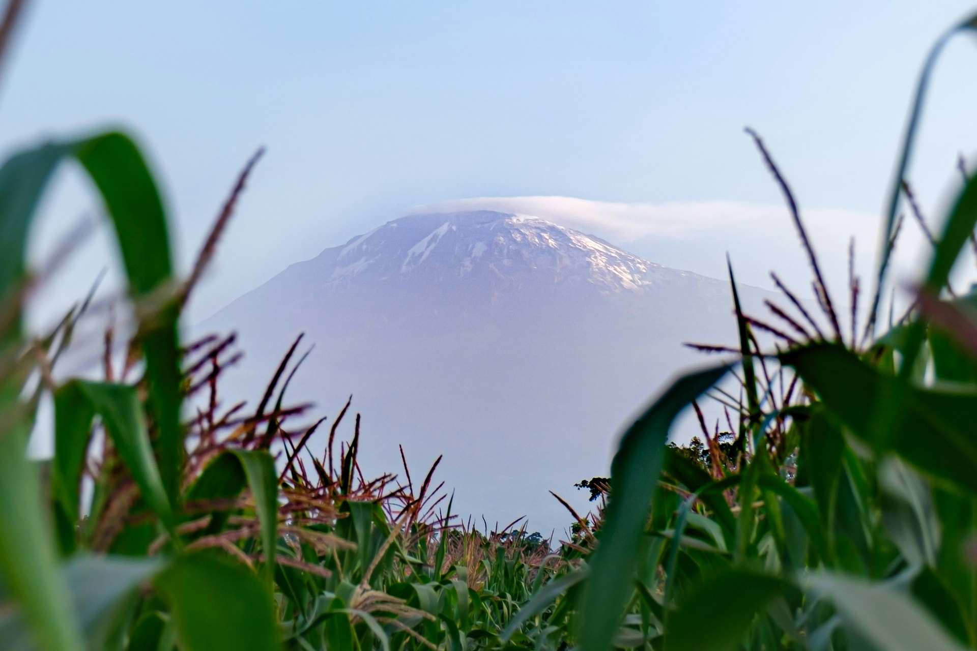 The snow-capped summit of Kilimanjaro seen through maize plants in a field near Moshi