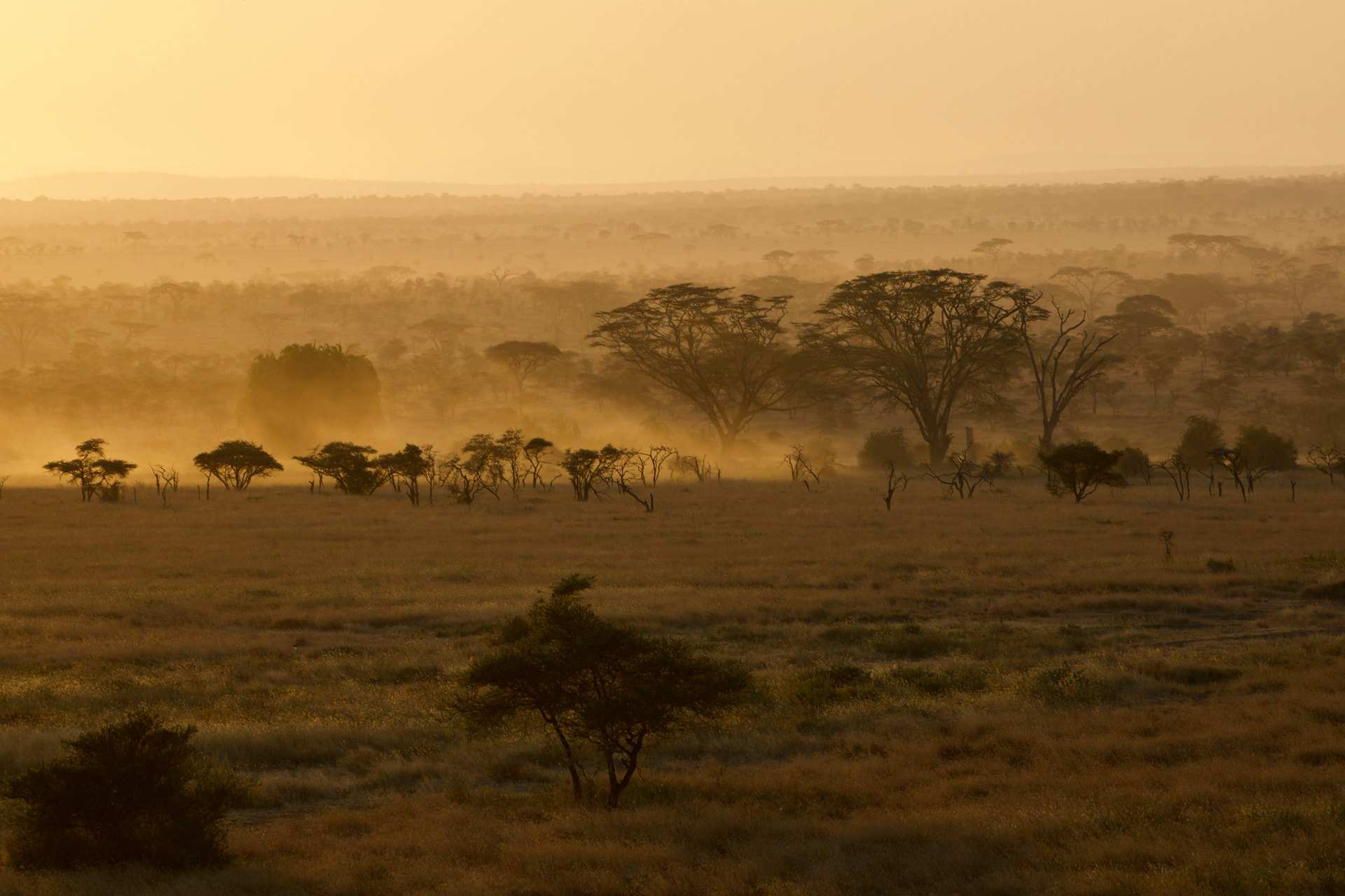 Dust hangs in low golden light over dry grass and acacia trees on the Serengeti plains