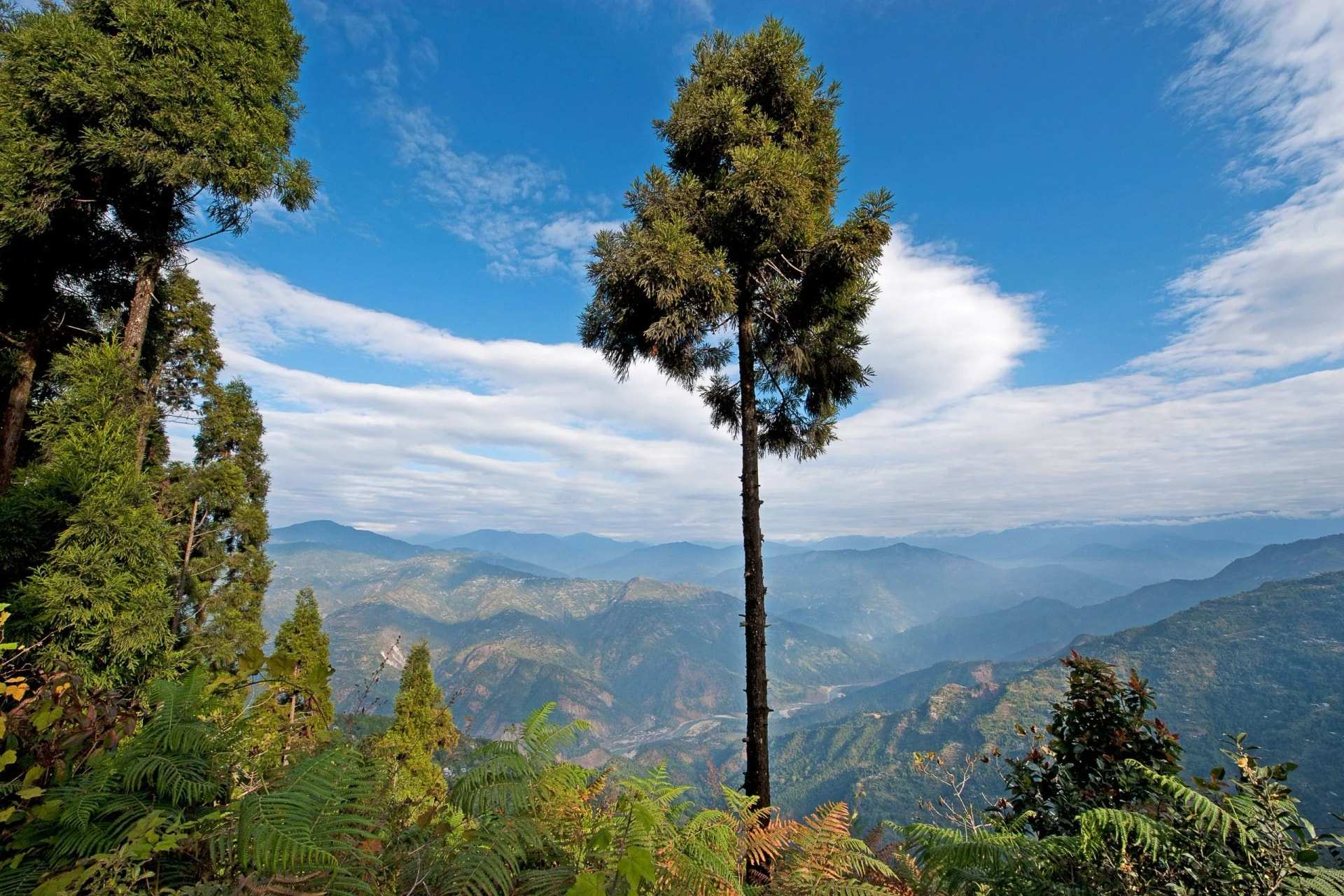 A lone tall conifer on a ridge above a wide valley of hazy forested hills, ferns in the foreground