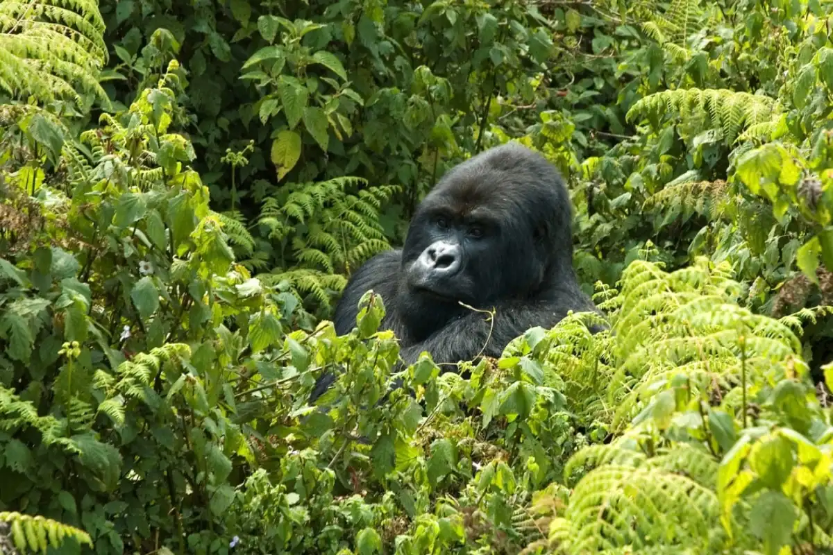 A gorilla sitting in dense green vegetation