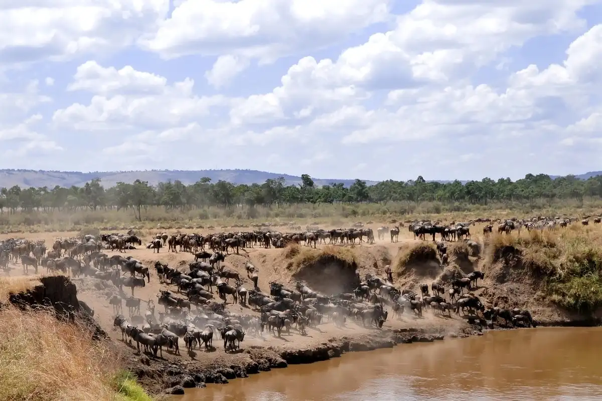 A dense wildebeest herd massed at a muddy river crossing
