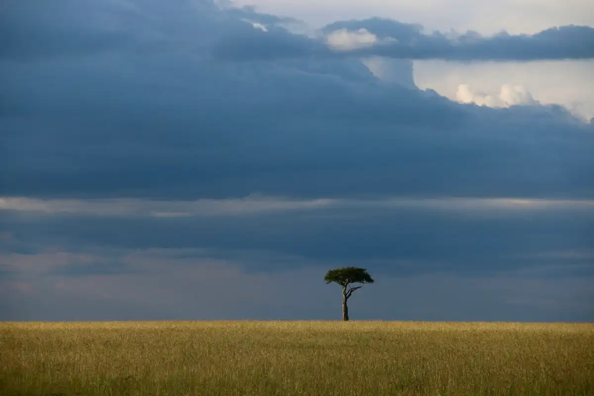 A lone acacia on open grassland beneath a heavy bank of storm cloud