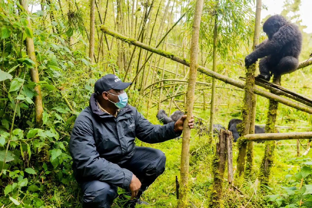 A ranger in a face mask crouching in bamboo forest