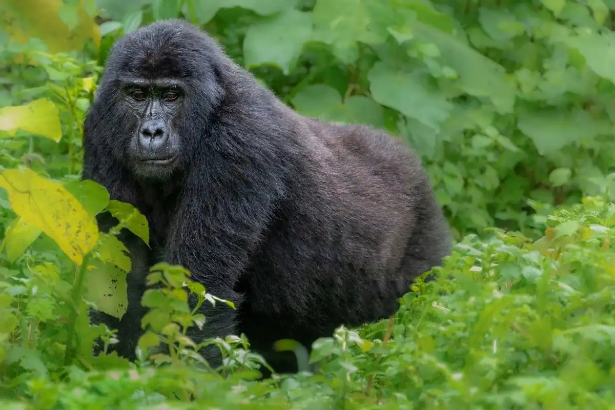A mountain gorilla sitting among dense green foliage