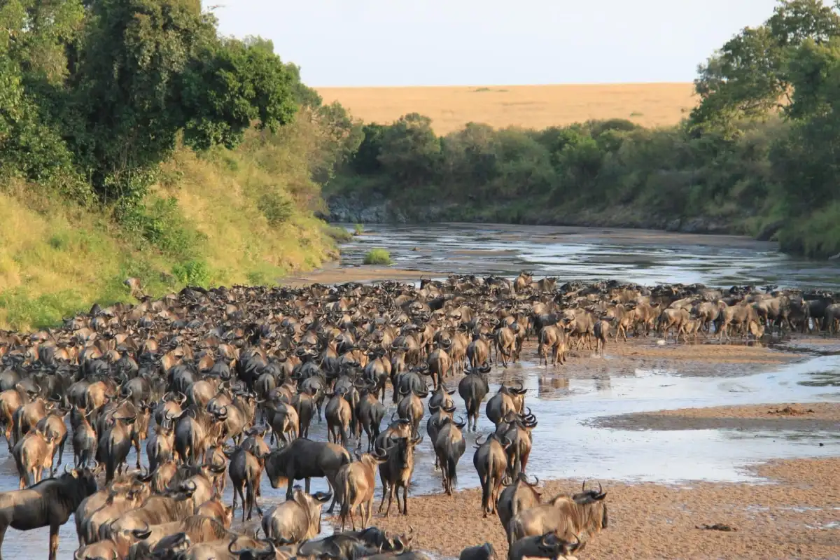 A wildebeest herd fording a river