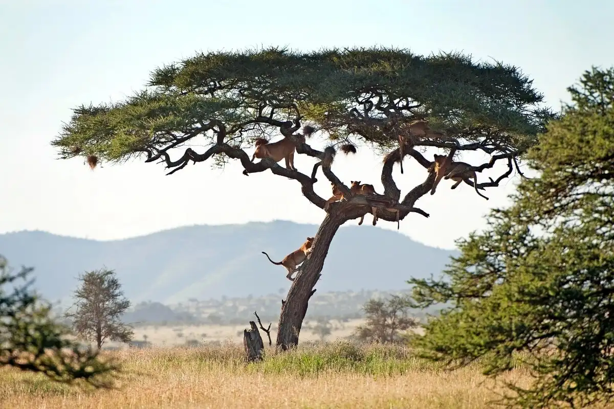 Lions resting in the branches of a flat-topped acacia