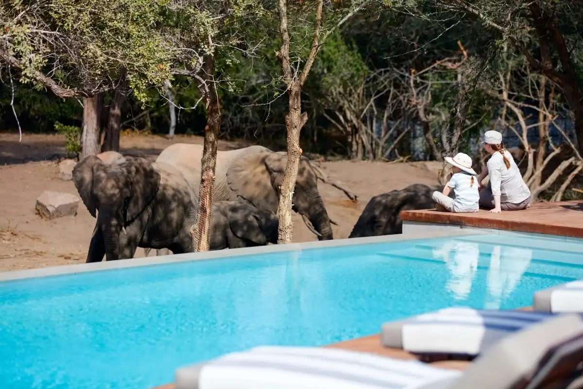 Elephants drinking at a waterhole beside a lodge swimming pool