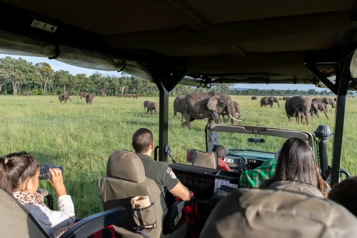 Elephants on the track ahead, seen from inside a safari vehicle