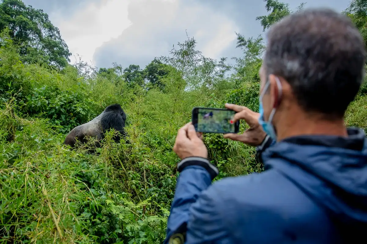 A trekker filming a gorilla on his phone