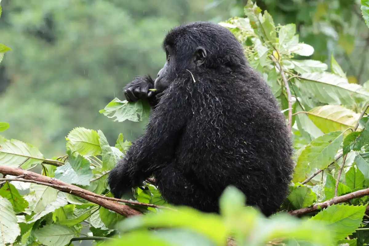 A gorilla feeding on leaves