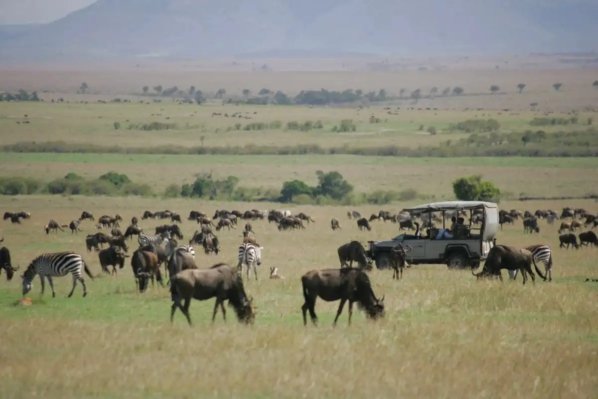 Wildebeest grazing across the plains beside a safari vehicle
