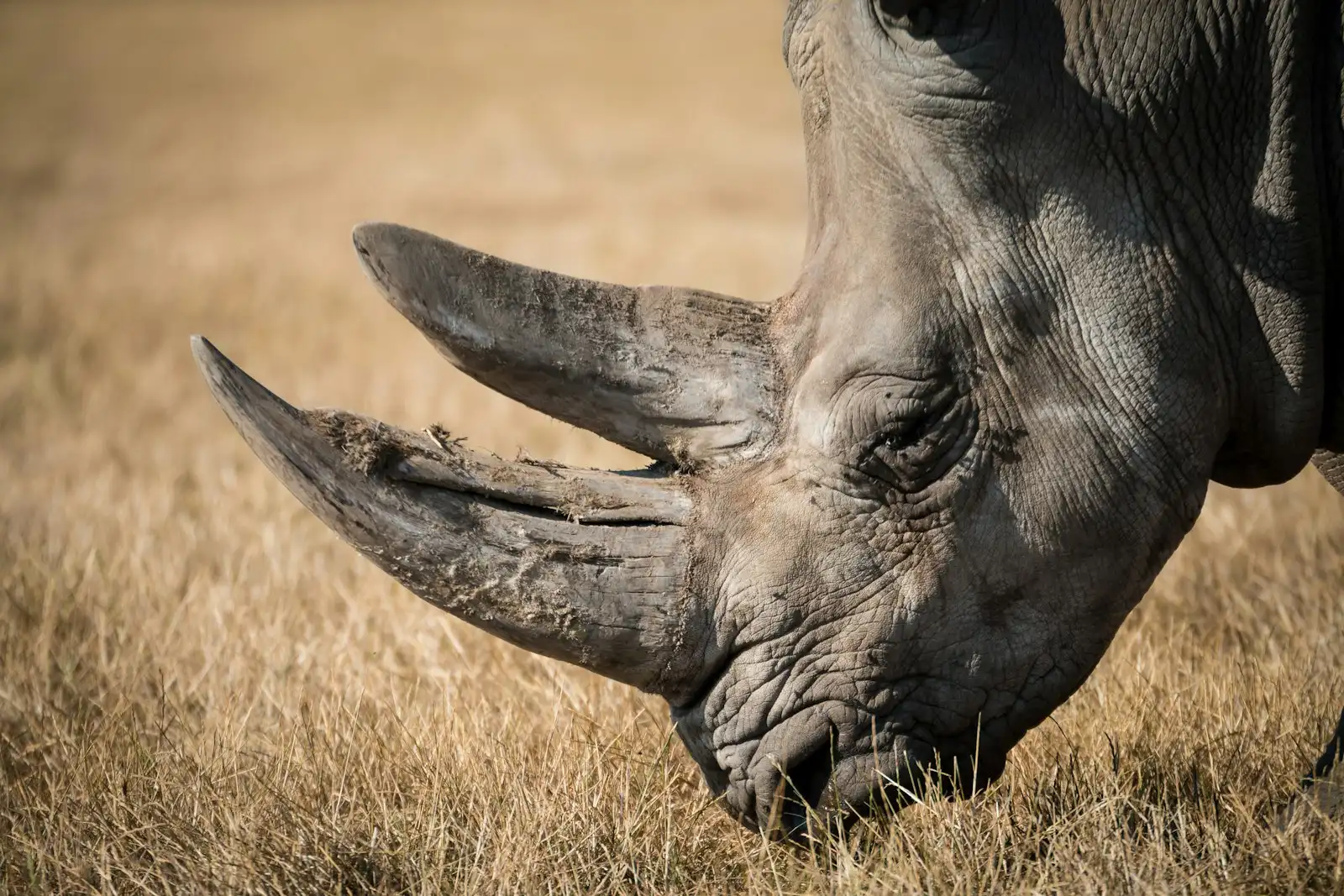 Close-up of a rhino grazing head-down in dry golden grass