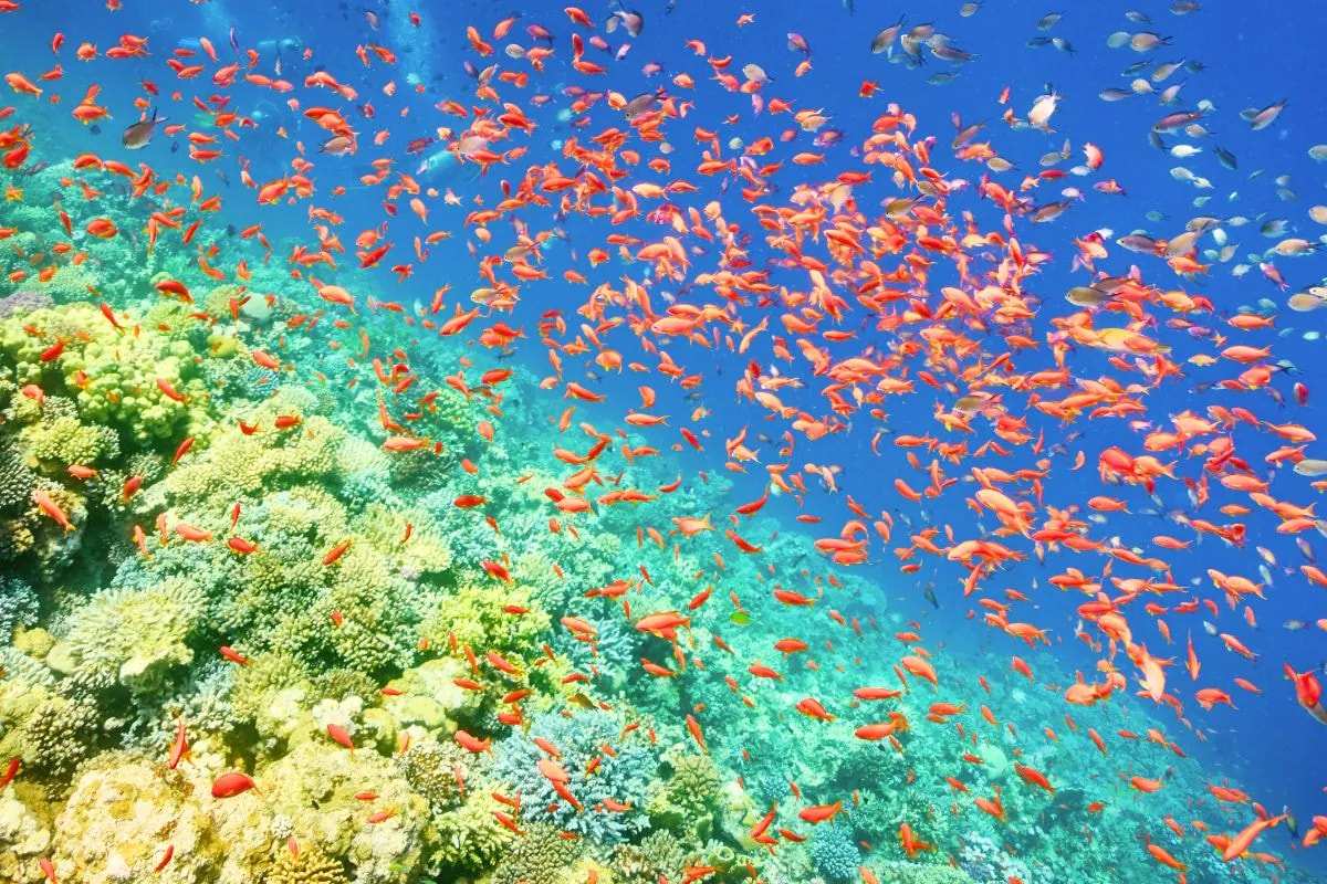 Shoals of orange reef fish over coral in the Red Sea