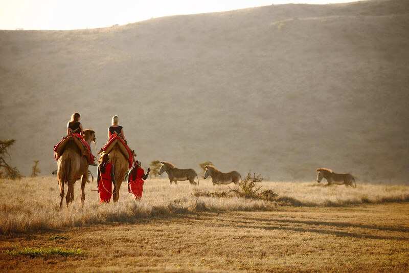 Two riders in red Samburu blankets on camels at first light, zebra grazing ahead of them