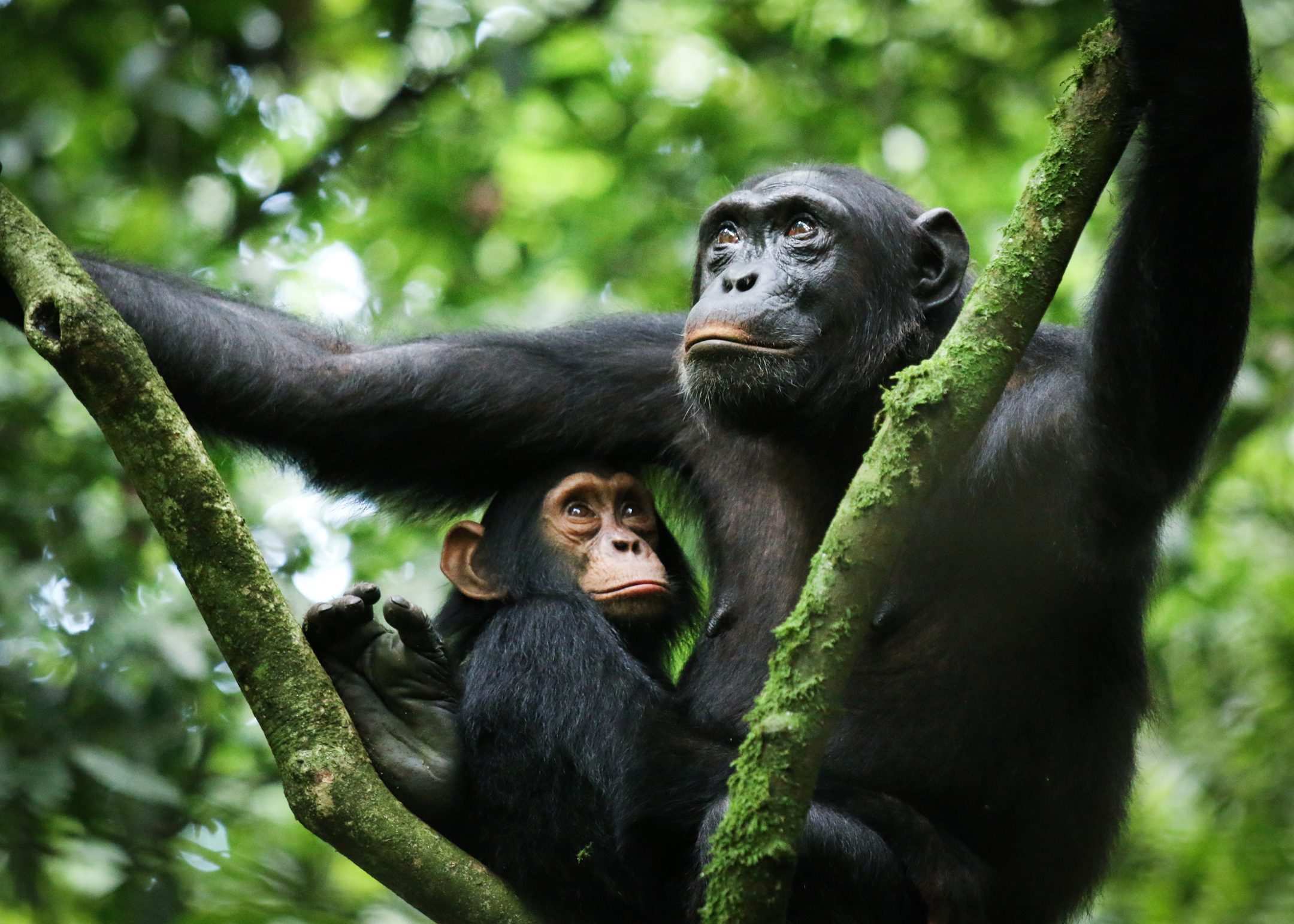 A chimpanzee sitting in the branches of a Kibale forest tree with an infant beside it