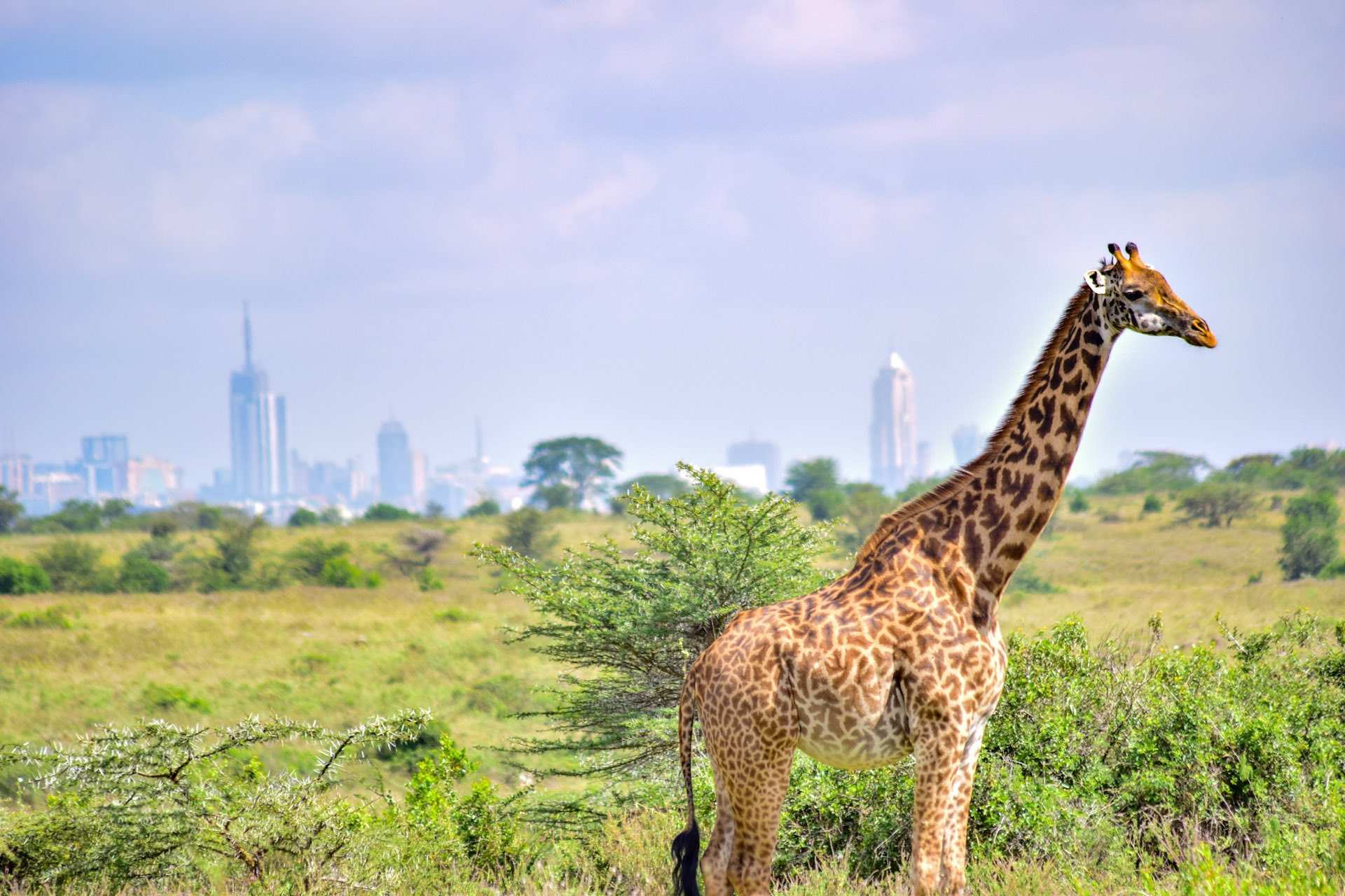 A giraffe standing in green scrub on the edge of Nairobi National Park, the city's tower blocks on the skyline behind it