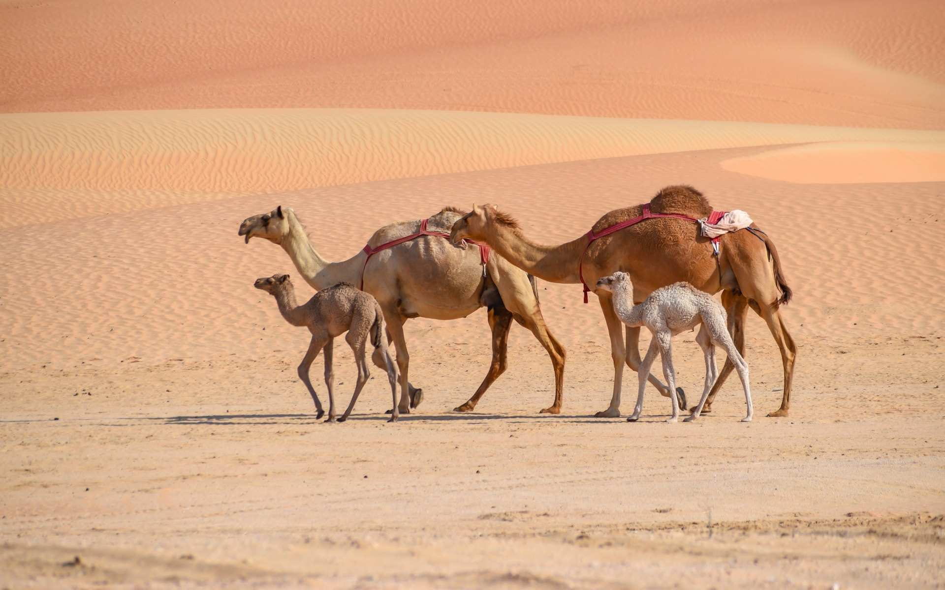 Two saddled camels and two calves walking across orange dunes in Abu Dhabi
