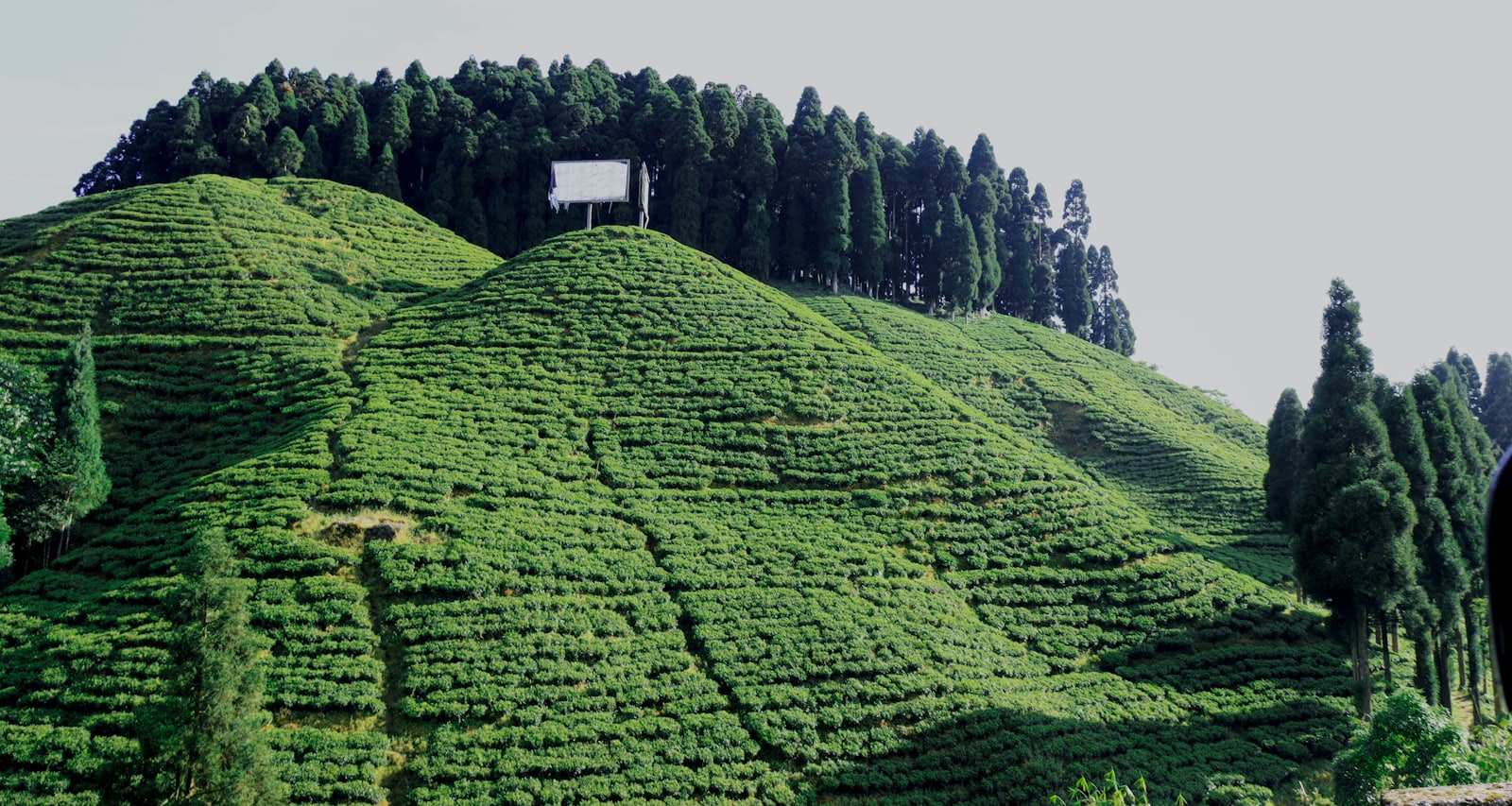 Terraced tea gardens covering a steep Darjeeling hillside below a ridge of dark conifers