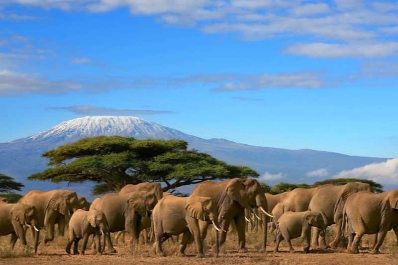 A herd of elephant walking past a flat-topped acacia, snow-capped Kilimanjaro behind