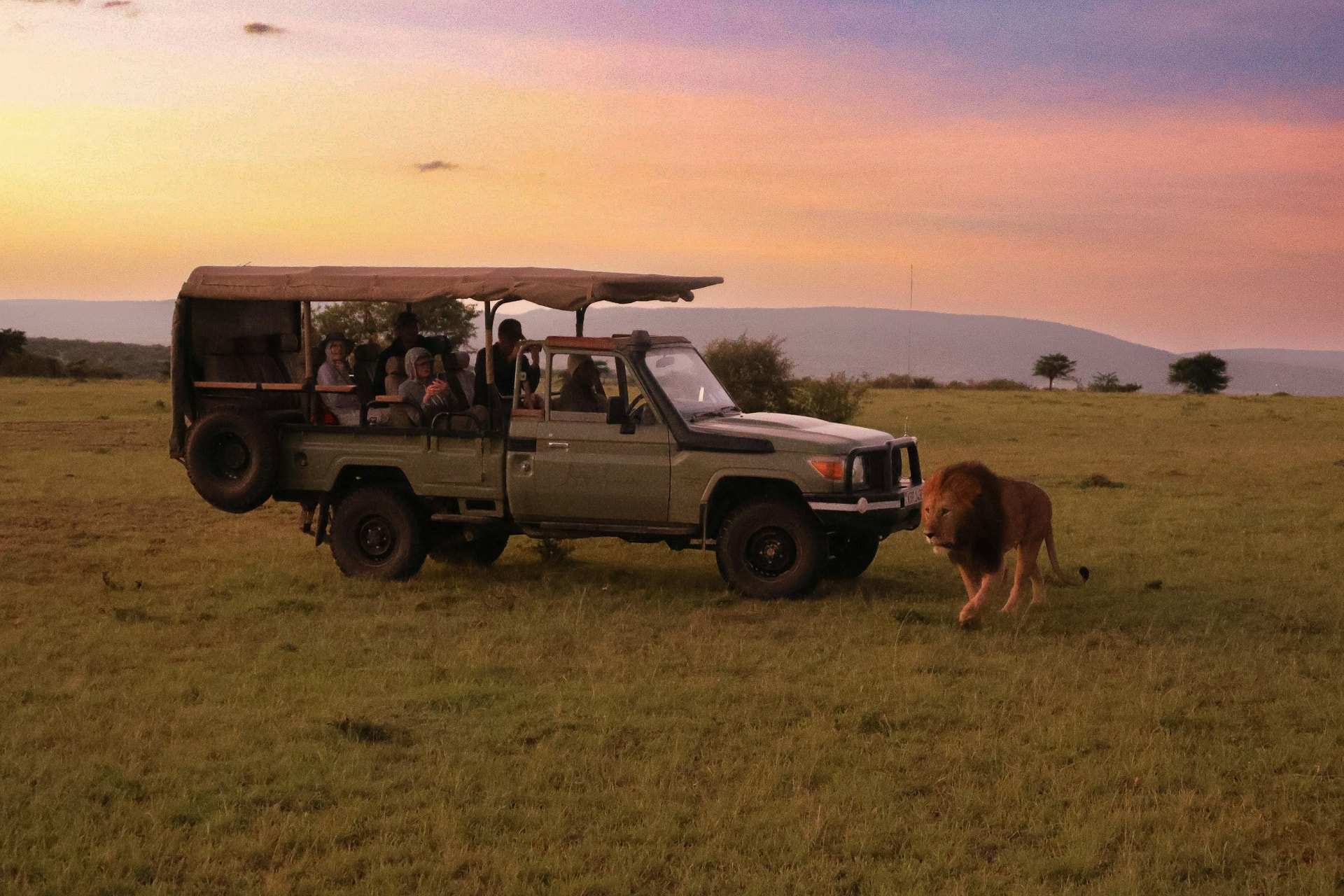 An open-sided Land Cruiser with guests aboard, stopped in the evening light as a male lion walks past its front wheel in the Naboisho Conservancy