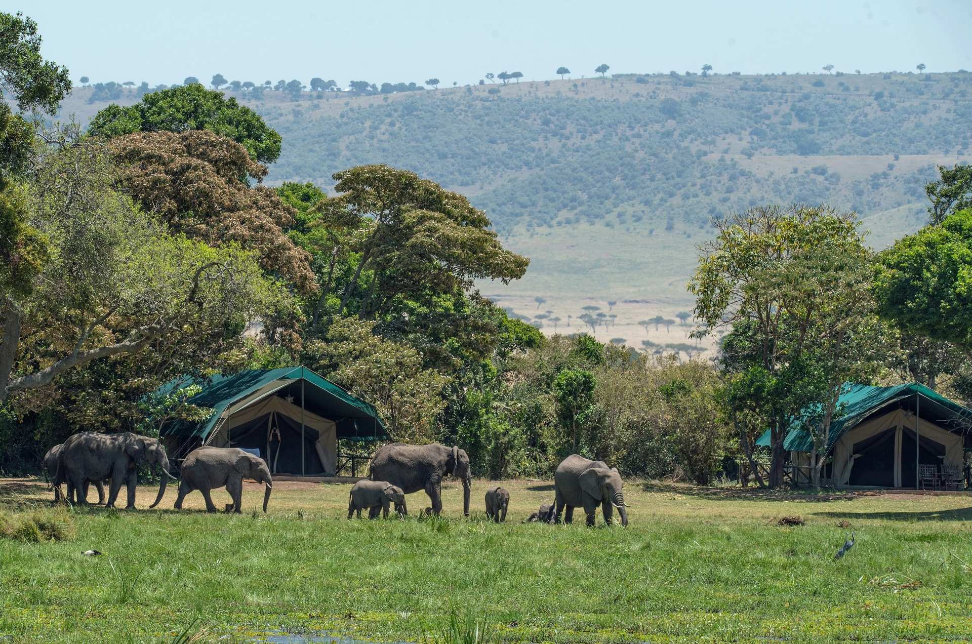 A herd of elephants, calves among them, walking across the grass between green-roofed tents at Little Governors' Camp in the Masai Mara