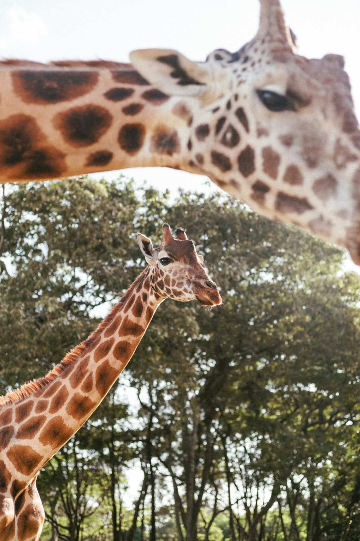 A giraffe's head and neck close up against sunlit garden trees at Giraffe Manor, a second giraffe leaning in from above