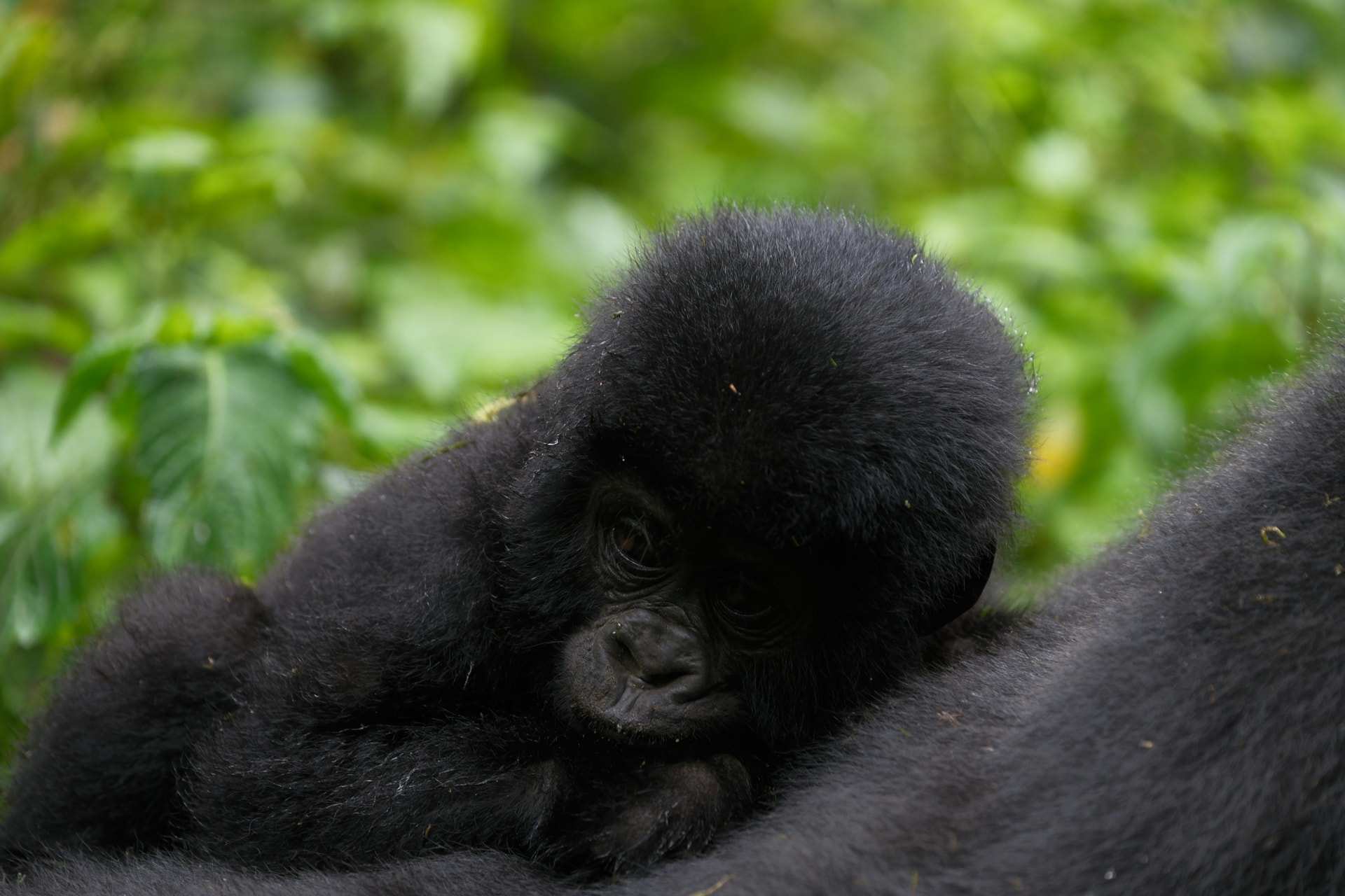 A baby mountain gorilla rests on the back of an adult in Bwindi Impenetrable Forest