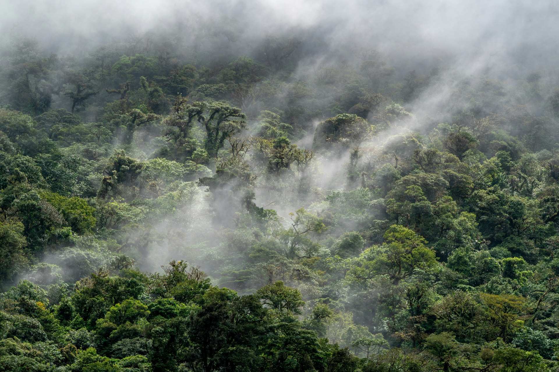 Mist rises from dense rainforest canopy on a hillside