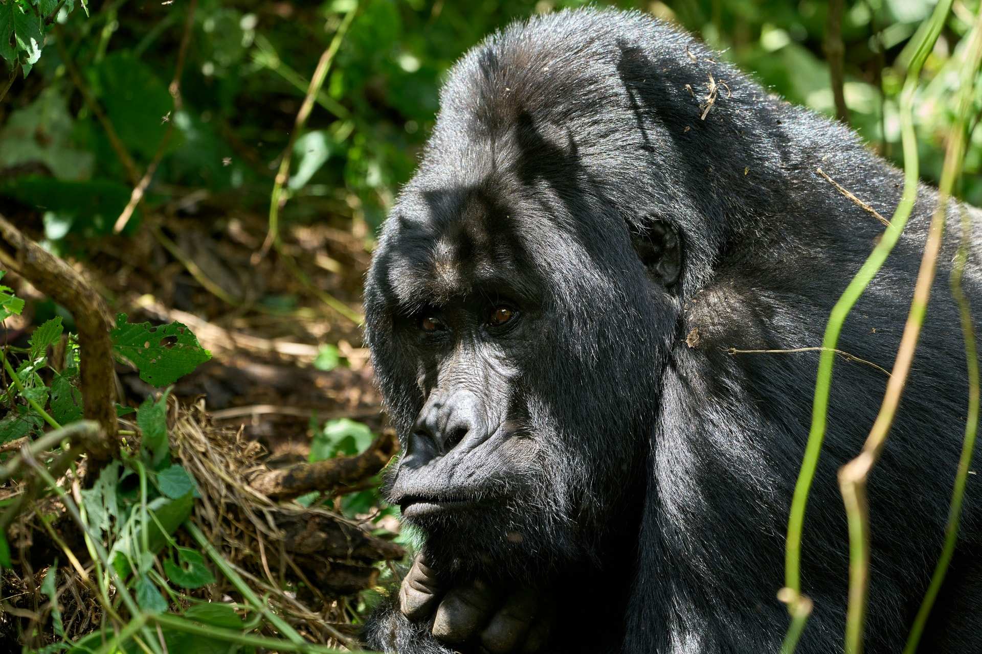 A silverback mountain gorilla rests in dense green foliage in Bwindi Impenetrable Forest