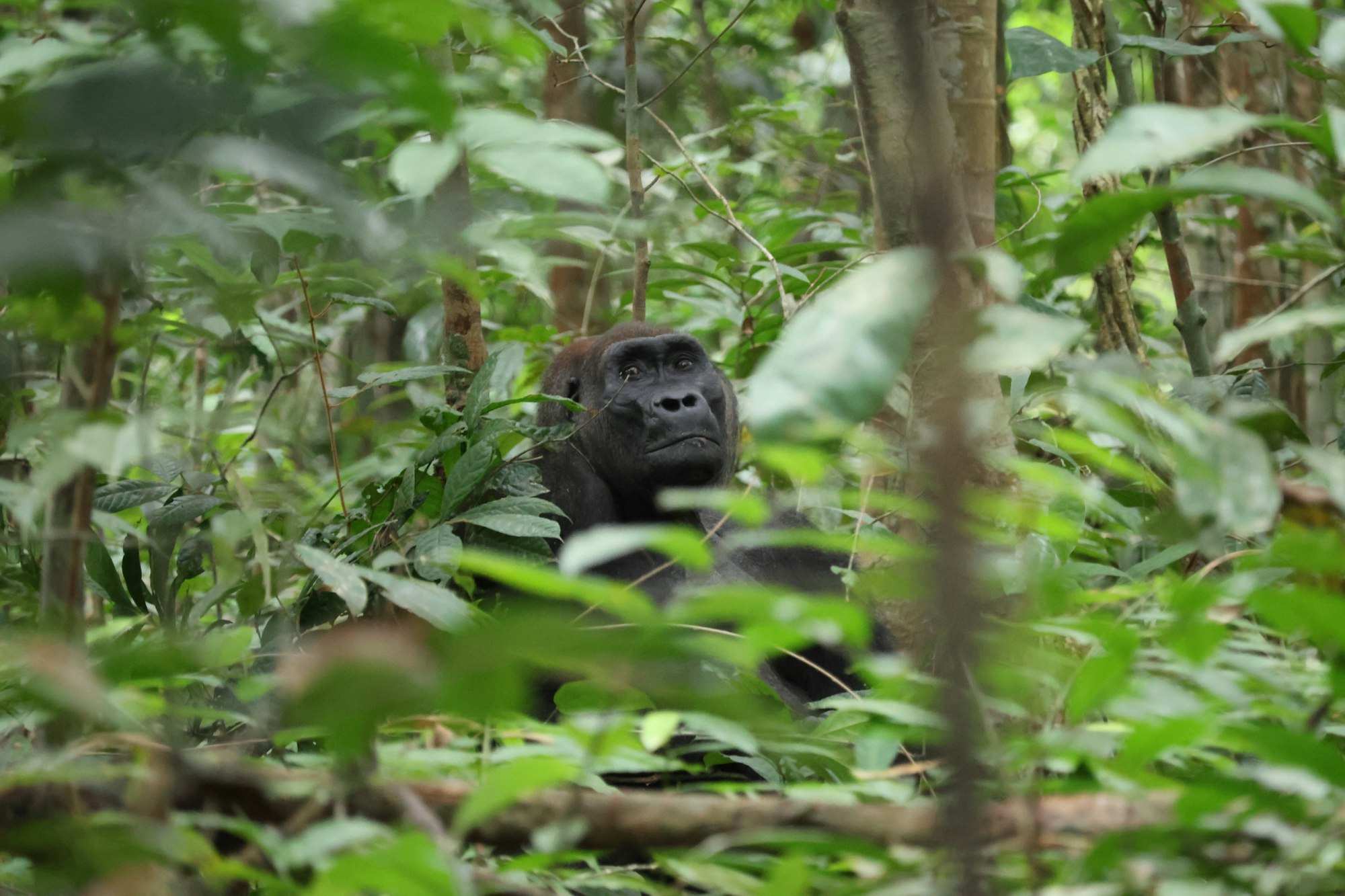 A gorilla sitting in dense rainforest undergrowth, looking up through the leaves